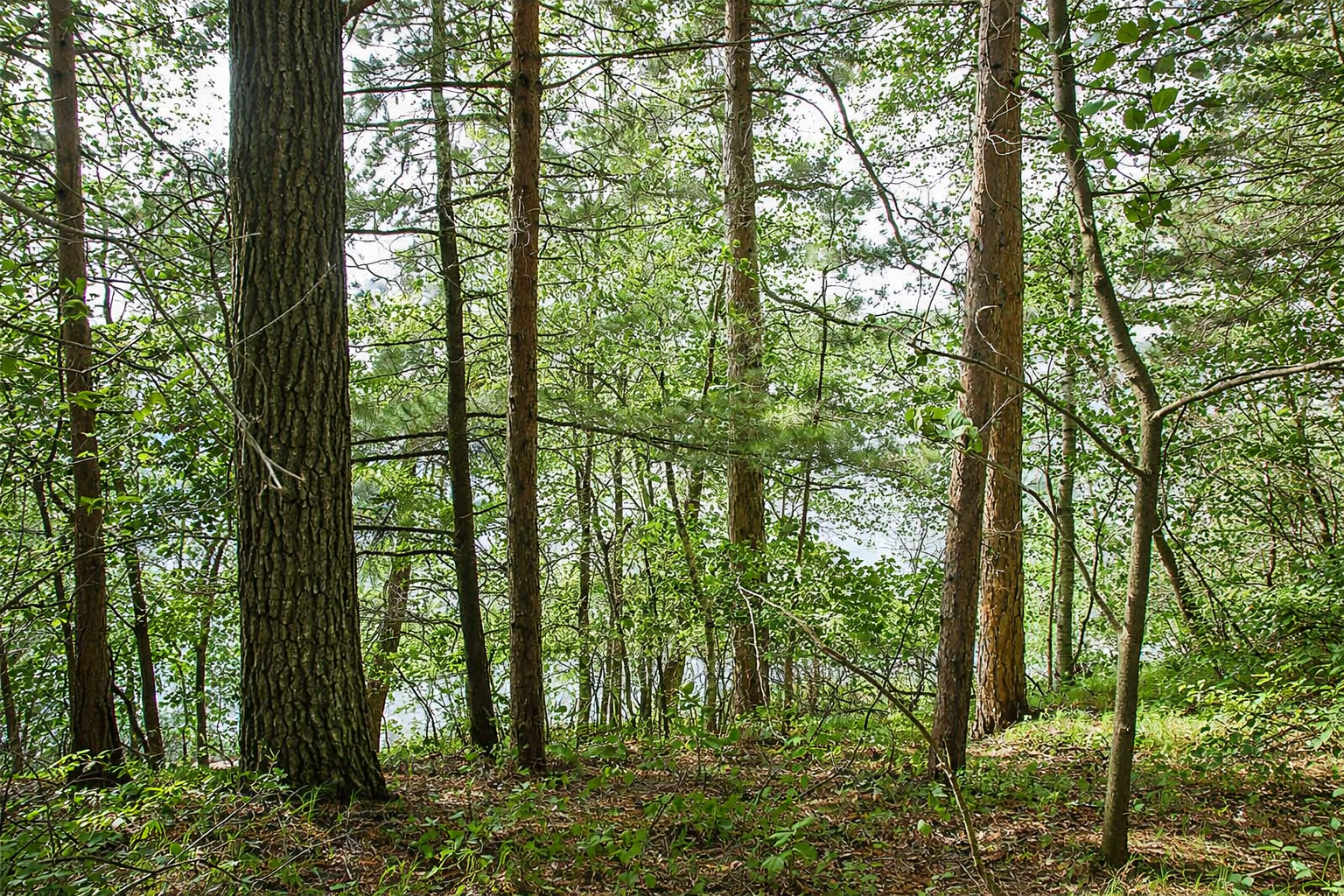View of Land at TBD Rognaldson Road, Brainerd MN 56401, Brainerd (9 of 18) - Mike Wilen | Minnesota Team Real Estate