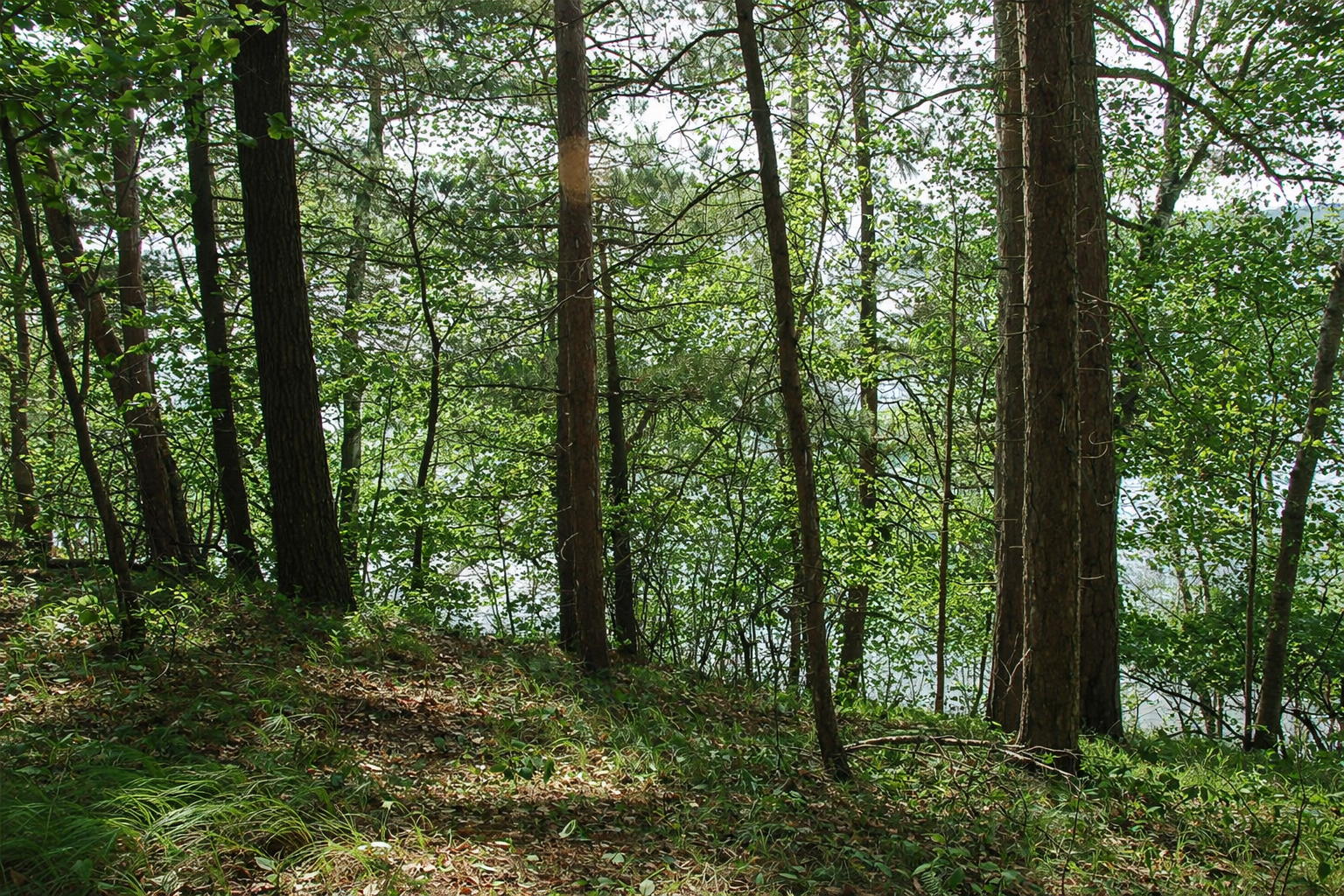 View of Land at TBD Rognaldson Road, Brainerd MN 56401, Brainerd (4 of 18) - Mike Wilen | Minnesota Team Real Estate