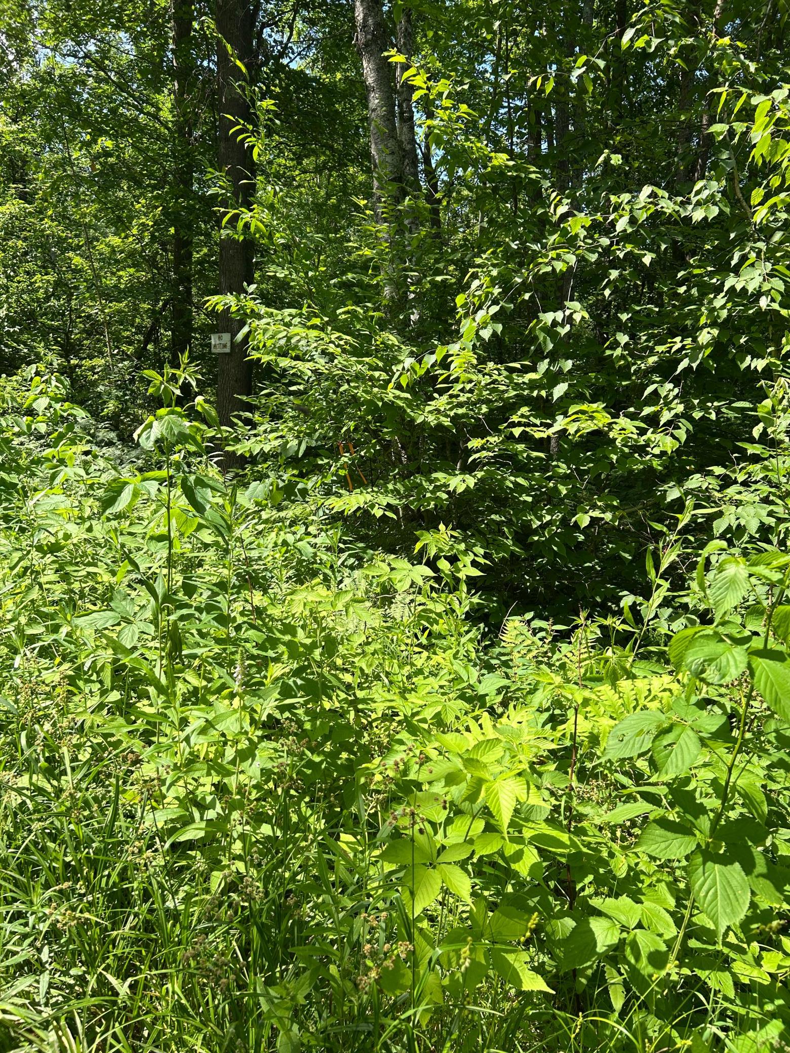 View of Land at TBD1 Duncan Road, Sandstone MN 55072, Sandstone (4 of 6) - Mike Wilen | Minnesota Team Real Estate