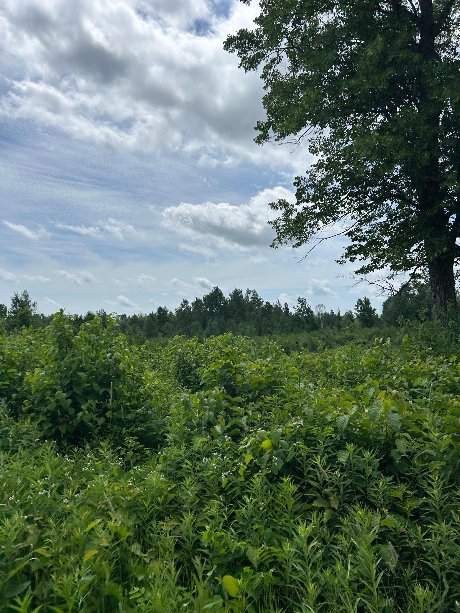 View of Land at TBD1 Duncan Road, Sandstone MN 55072, Sandstone (3 of 6) - Mike Wilen | Minnesota Team Real Estate