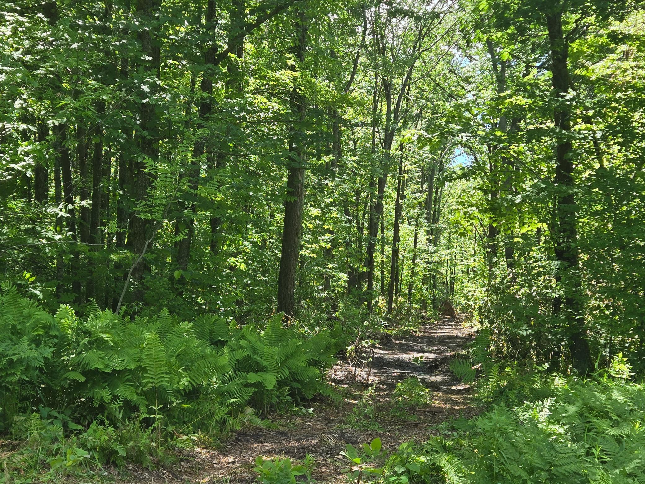 View of Land at TBD Marsh Road, Milaca MN 56353, Milaca (14 of 20) - Mike Wilen | Minnesota Team Real Estate