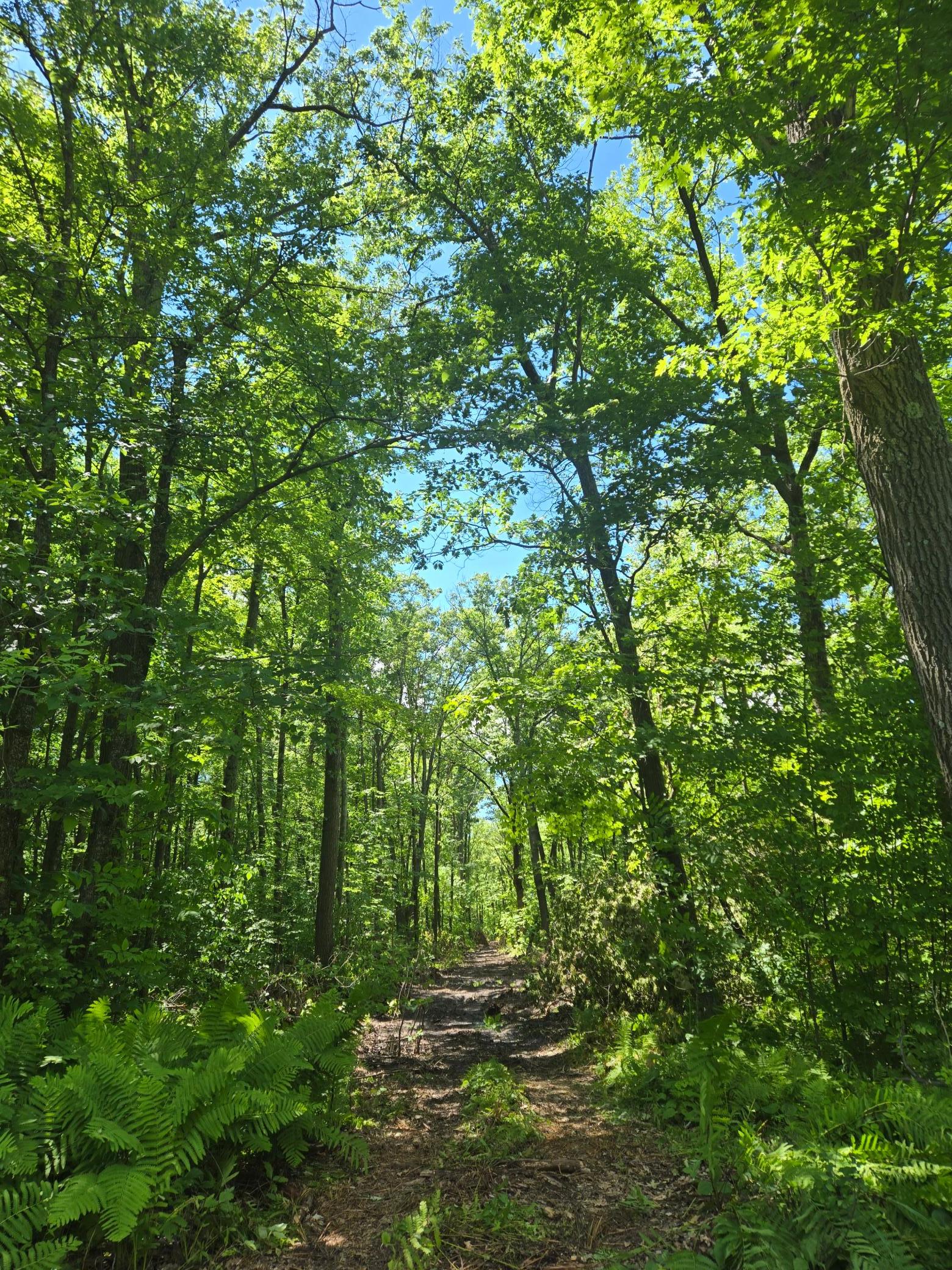 View of Land at TBD Marsh Road, Milaca MN 56353, Milaca (12 of 20) - Mike Wilen | Minnesota Team Real Estate