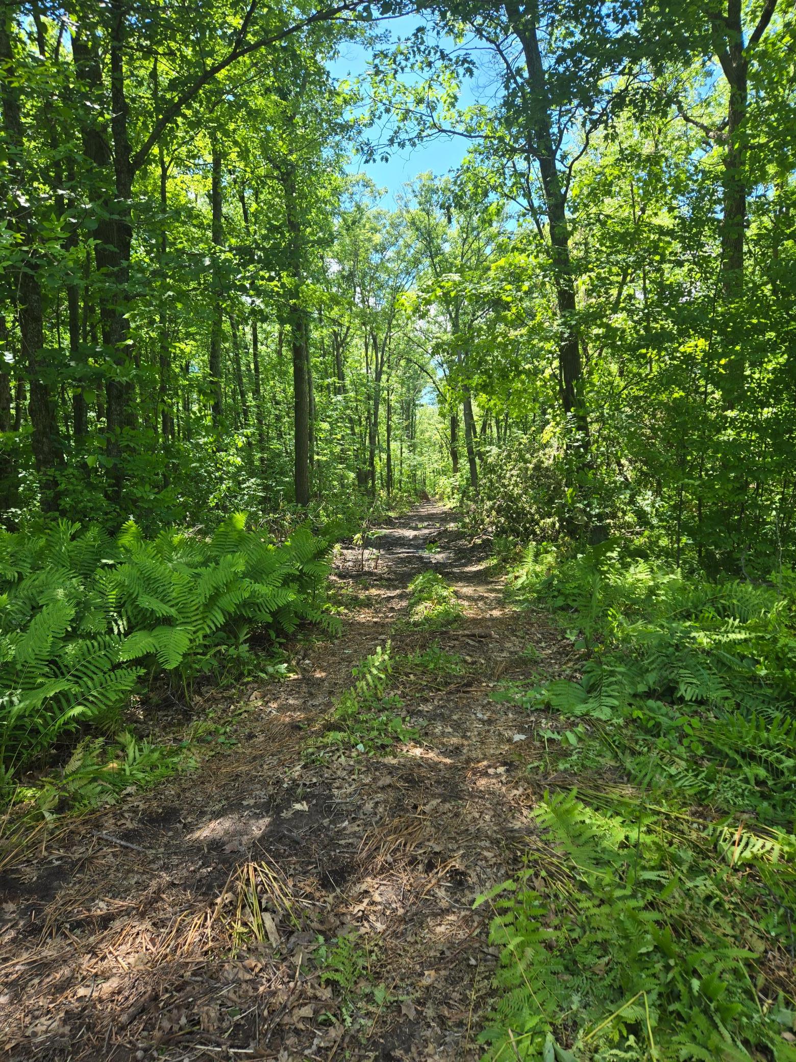 View of Land at TBD Marsh Road, Milaca MN 56353, Milaca (11 of 20) - Mike Wilen | Minnesota Team Real Estate