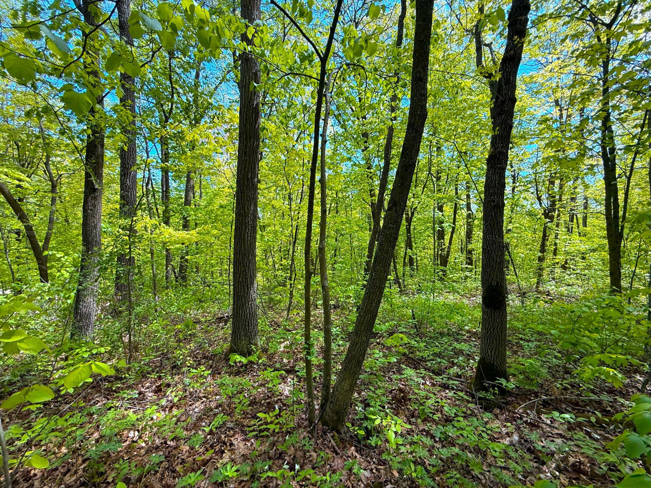 View of Land at 0 469th st, Garrison MN 56450, Garrison (4 of 10) - Mike Wilen | Minnesota Team Real Estate