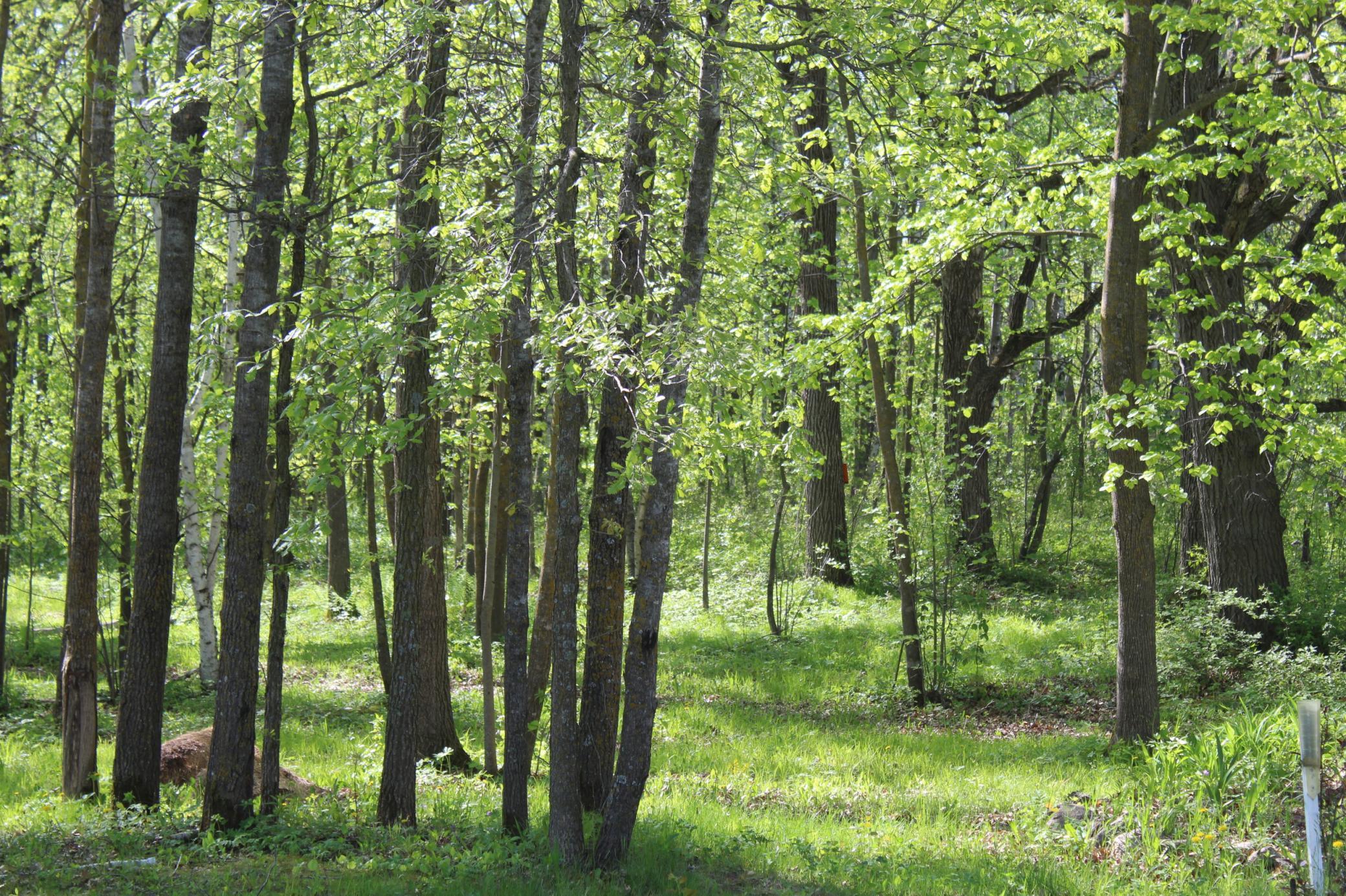 View of Land at 22748 160th Avenue, Milaca MN 56353, Milaca (6 of 17) - Mike Wilen | Minnesota Team Real Estate