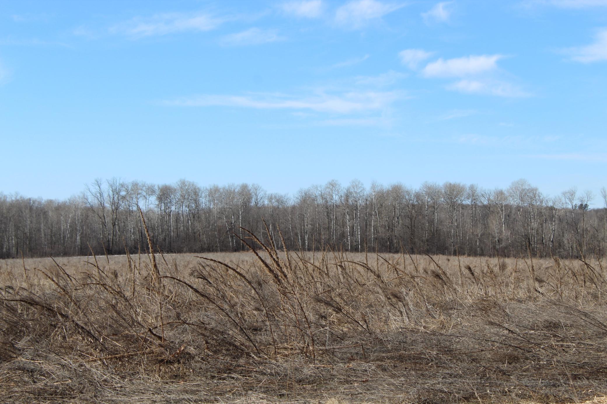 View of Land at 22748 160th Avenue, Milaca MN 56353, Milaca (12 of 17) - Mike Wilen | Minnesota Team Real Estate