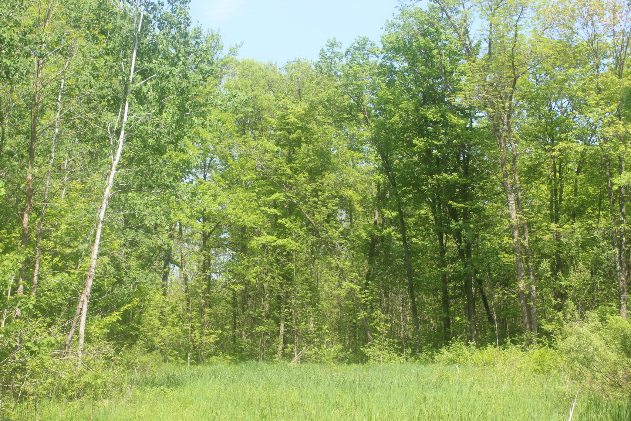 View of Land at 22748 160th Avenue, Milaca MN 56353, Milaca (9 of 17) - Mike Wilen | Minnesota Team Real Estate