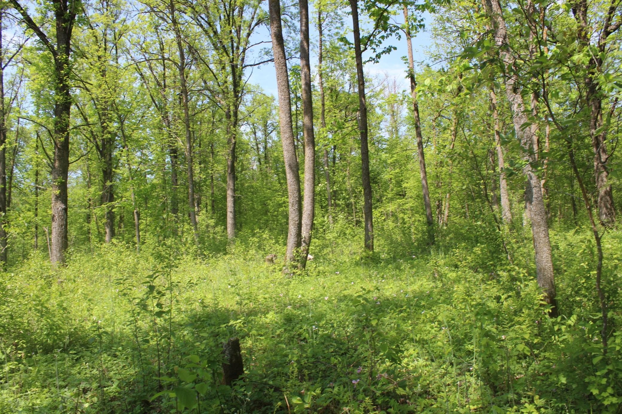 View of Land at 22748 160th Avenue, Milaca MN 56353, Milaca (7 of 17) - Mike Wilen | Minnesota Team Real Estate