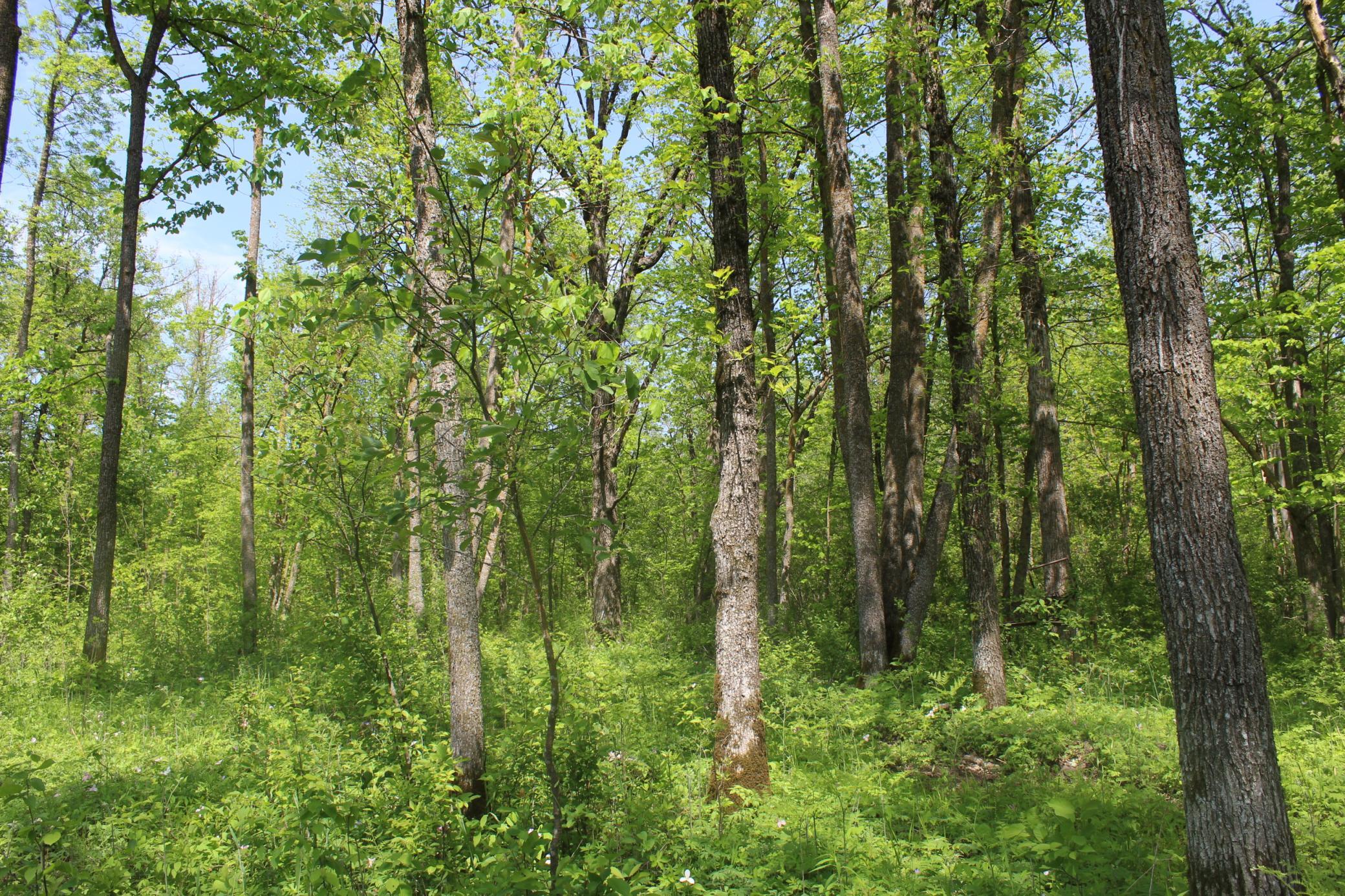 View of Land at 22748 160th Avenue, Milaca MN 56353, Milaca (4 of 17) - Mike Wilen | Minnesota Team Real Estate