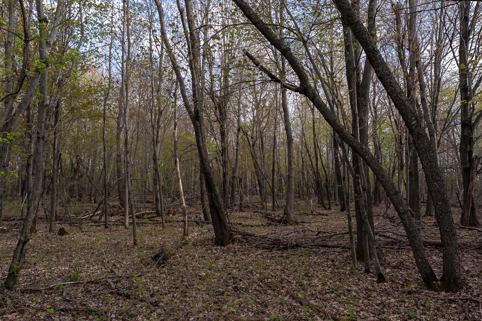 View of Land at TBD-38AC 465th Street, Sunrise Twp MN 55032, Sunrise Twp (48 of 54) - Mike Wilen | Minnesota Team Real Estate