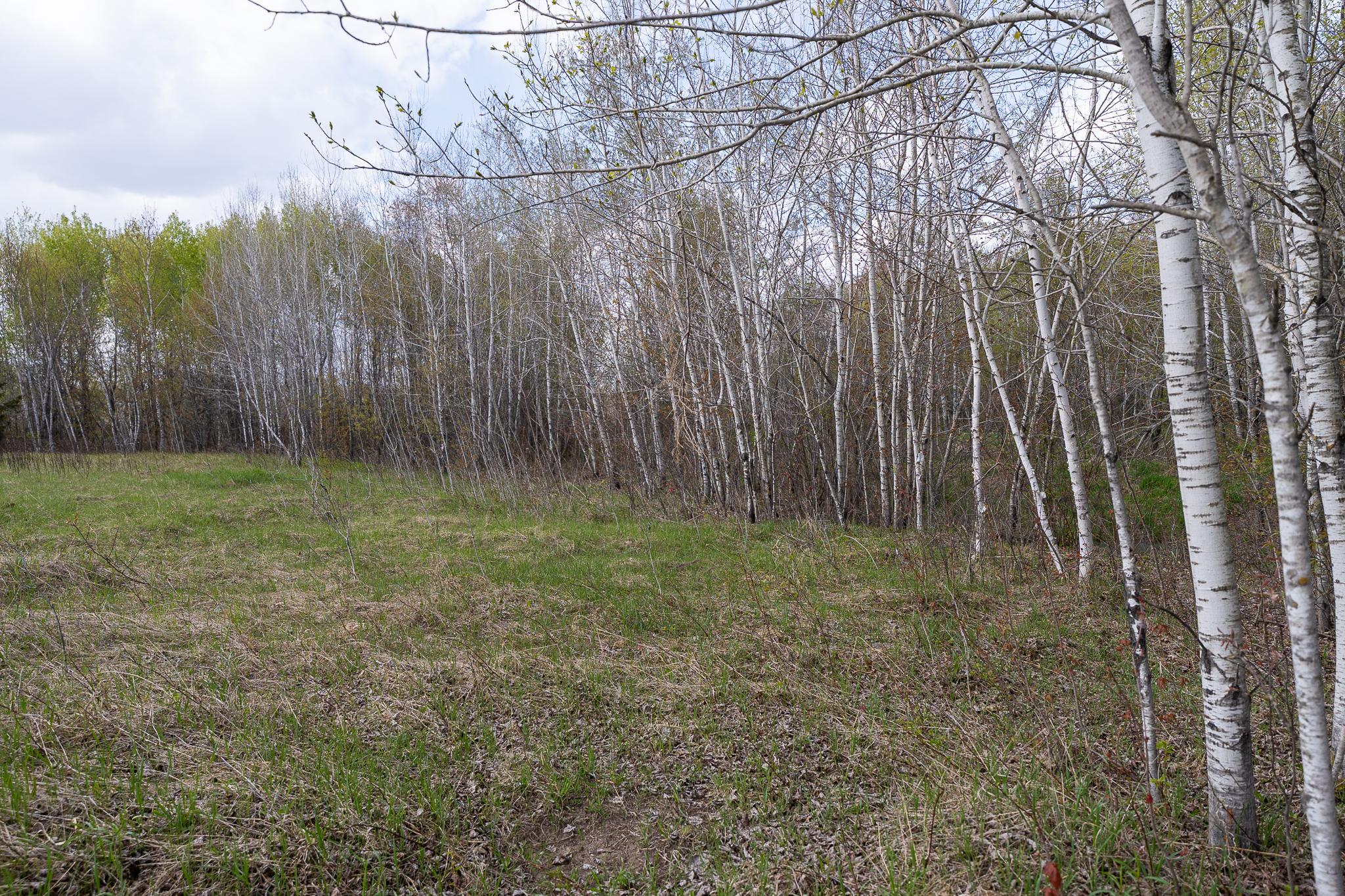 View of Land at TBD-38AC 465th Street, Sunrise Twp MN 55032, Sunrise Twp (12 of 54) - Mike Wilen | Minnesota Team Real Estate