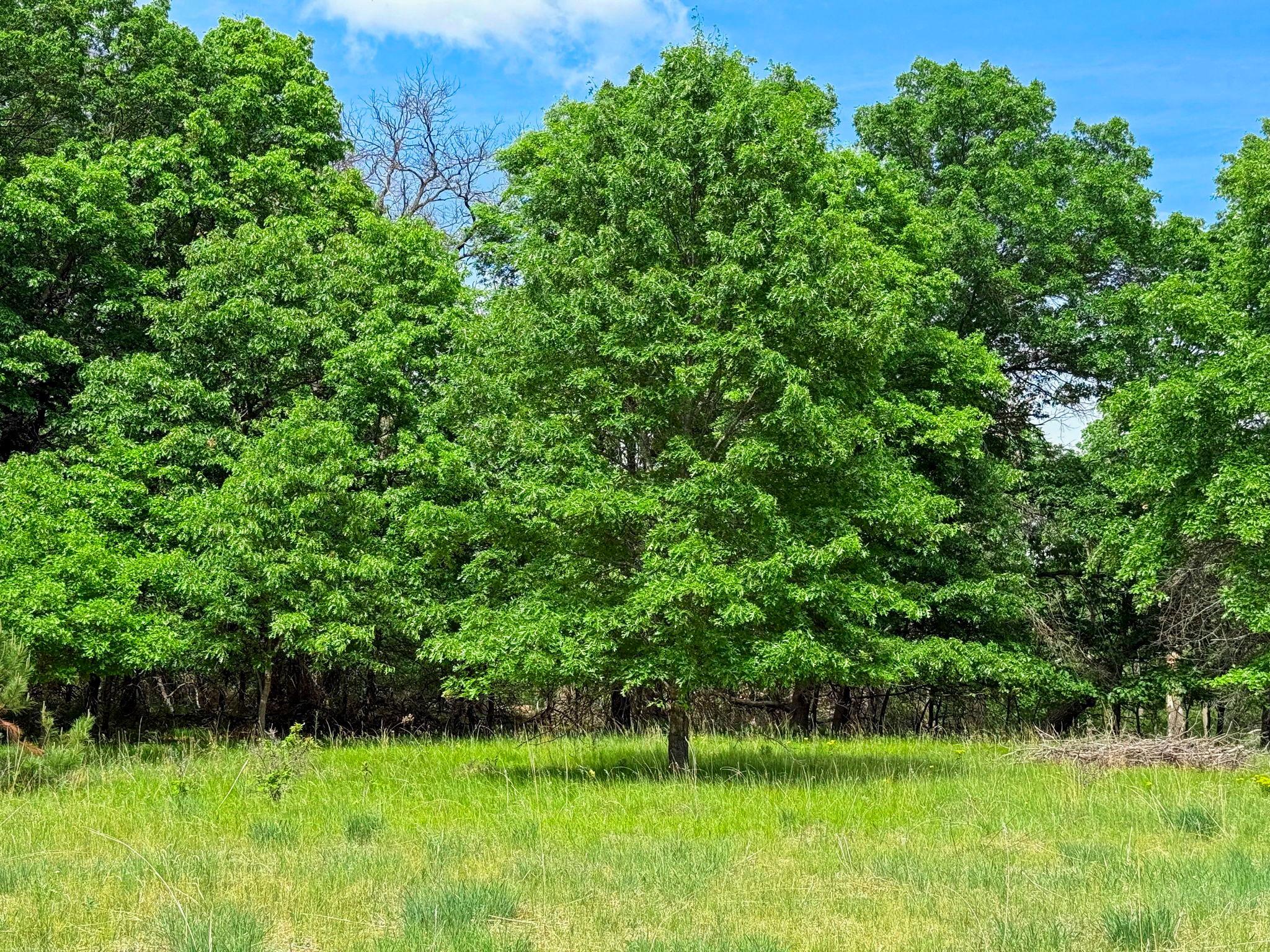View of Land at 29xxx Crocus Street, Isanti MN 55040, Isanti (7 of 10) - Mike Wilen | Minnesota Team Real Estate