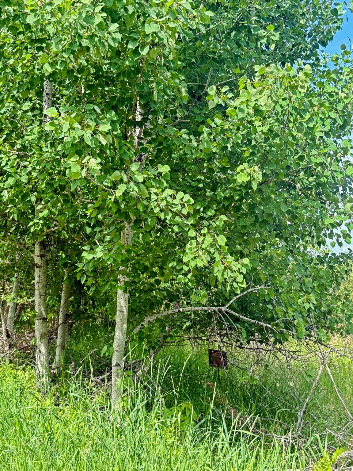View of Land at 0000 Paradise Trail, Isanti MN 55040, Isanti (9 of 9) - Mike Wilen | Minnesota Team Real Estate