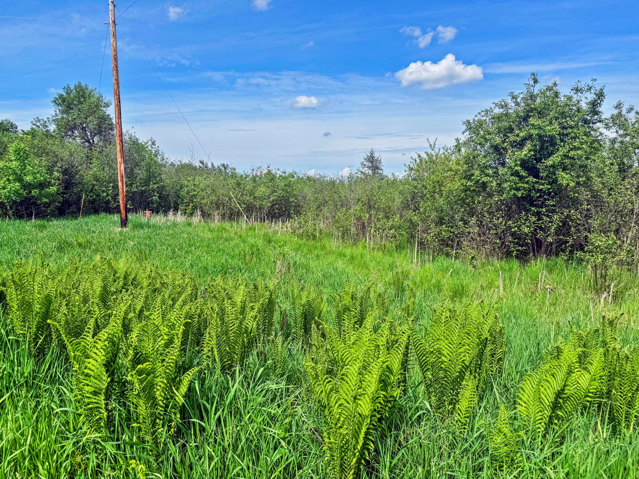 View of Land at 0000 Paradise Trail, Isanti MN 55040, Isanti (5 of 9) - Mike Wilen | Minnesota Team Real Estate