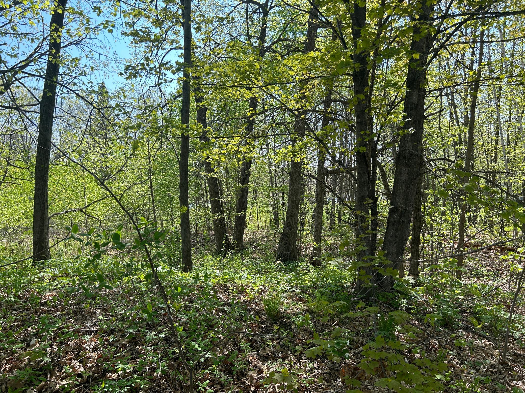 View of Land at 187XX Harbor Drive, Garrison MN 56450, Garrison (10 of 21) - Mike Wilen | Minnesota Team Real Estate
