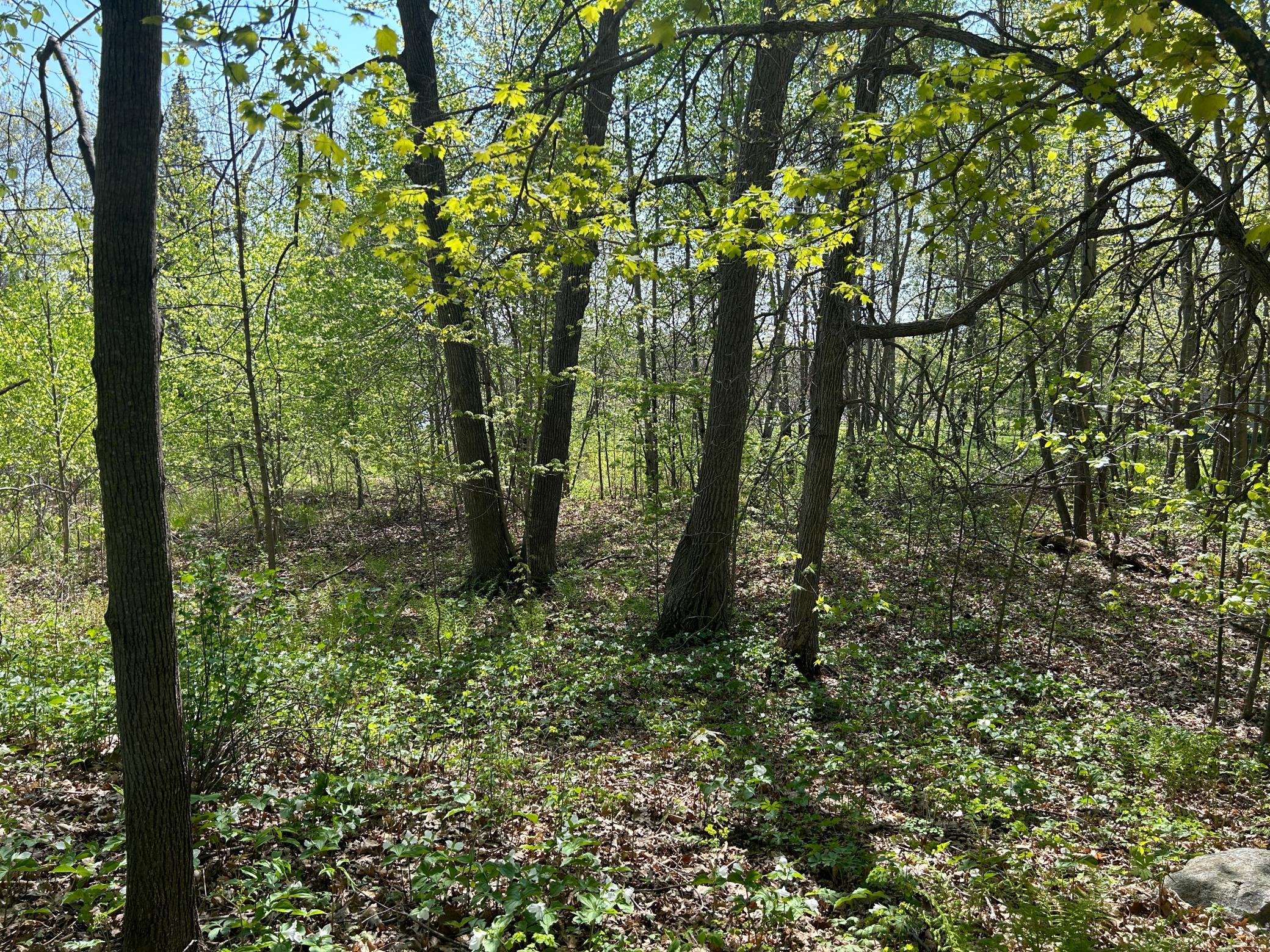 View of Land at 187XX Harbor Drive, Garrison MN 56450, Garrison (14 of 21) - Mike Wilen | Minnesota Team Real Estate