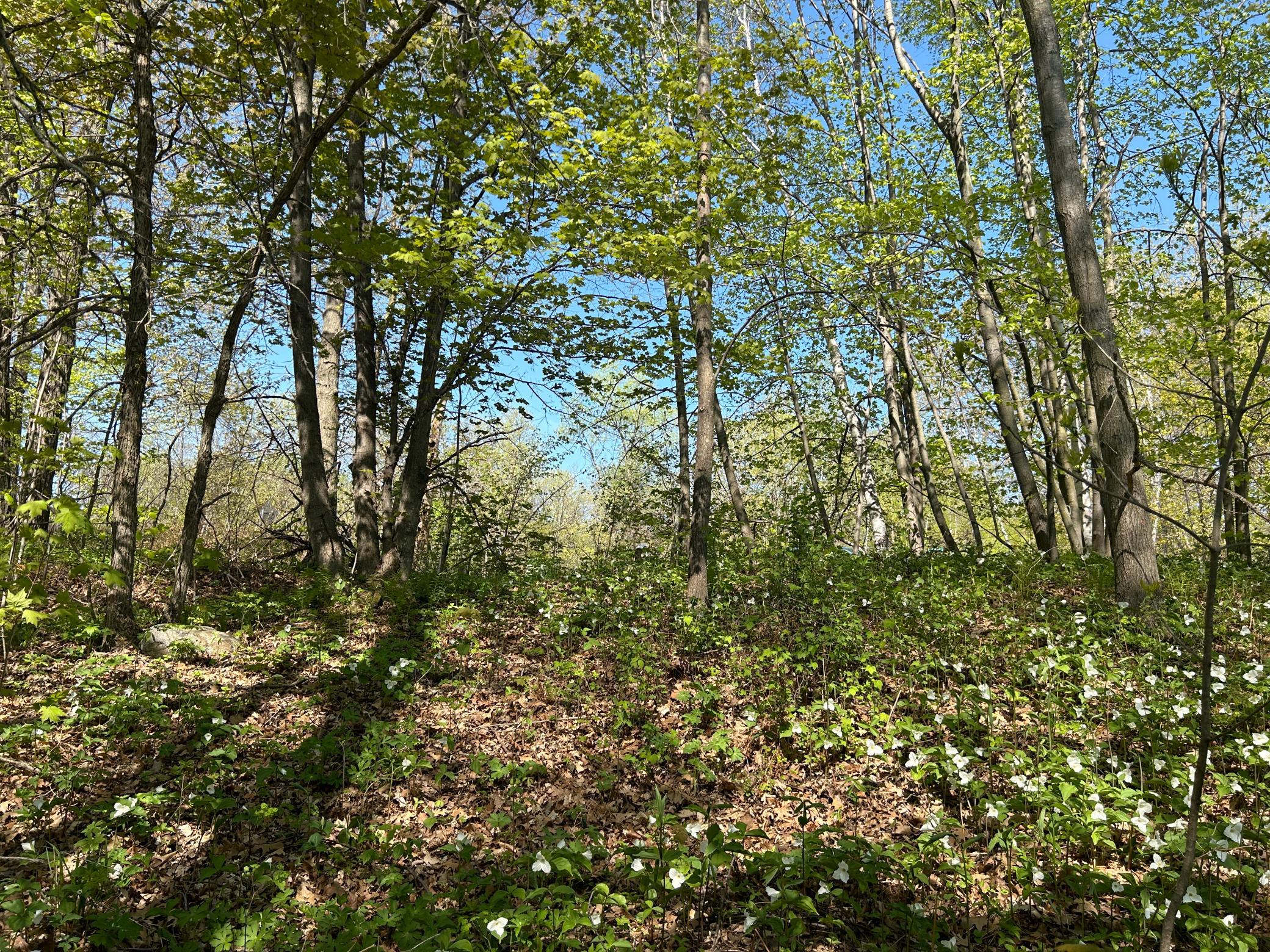View of Land at 187XX Harbor Drive, Garrison MN 56450, Garrison (17 of 21) - Mike Wilen | Minnesota Team Real Estate