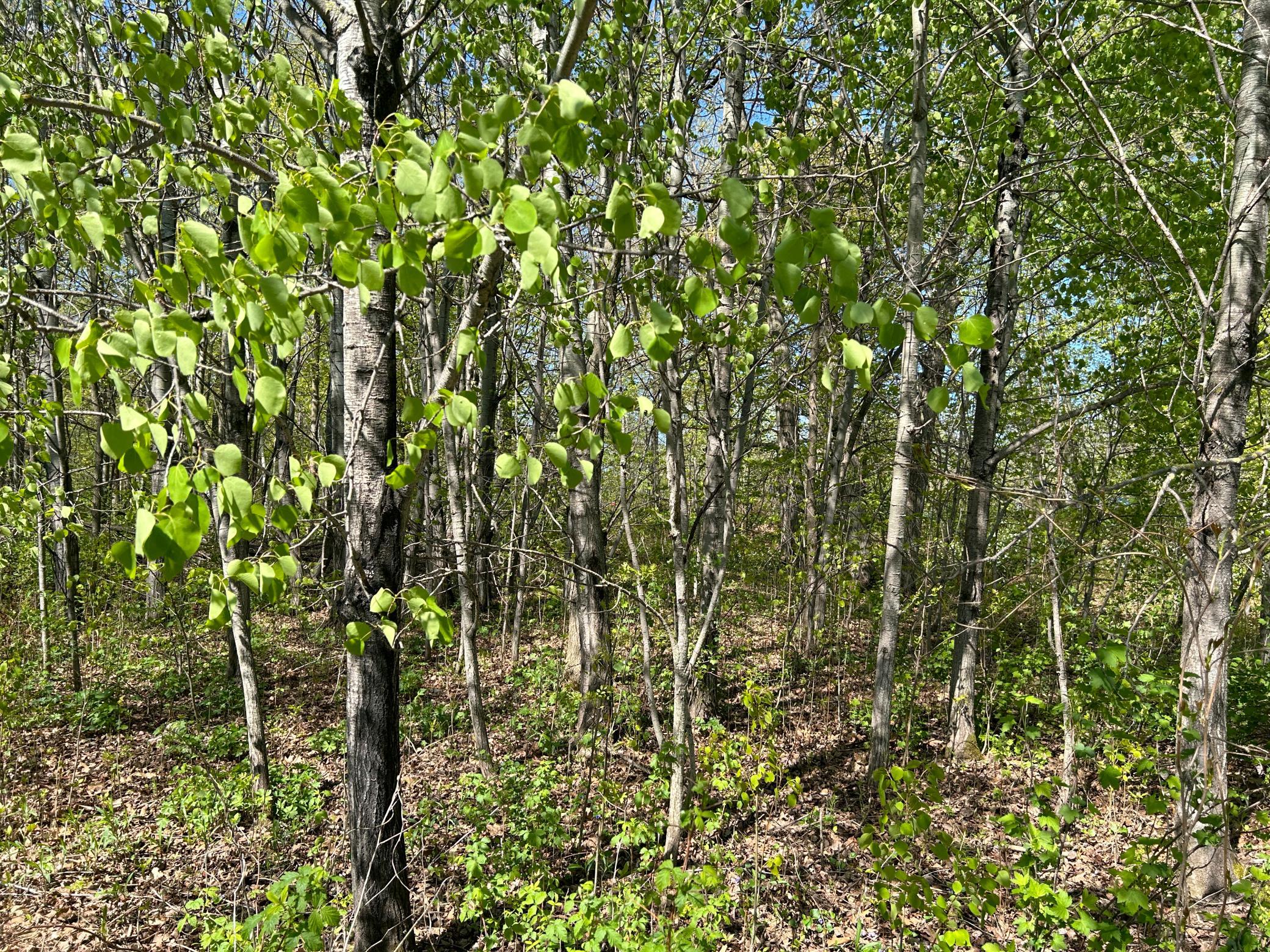 View of Land at 187XX Harbor Drive, Garrison MN 56450, Garrison (18 of 21) - Mike Wilen | Minnesota Team Real Estate