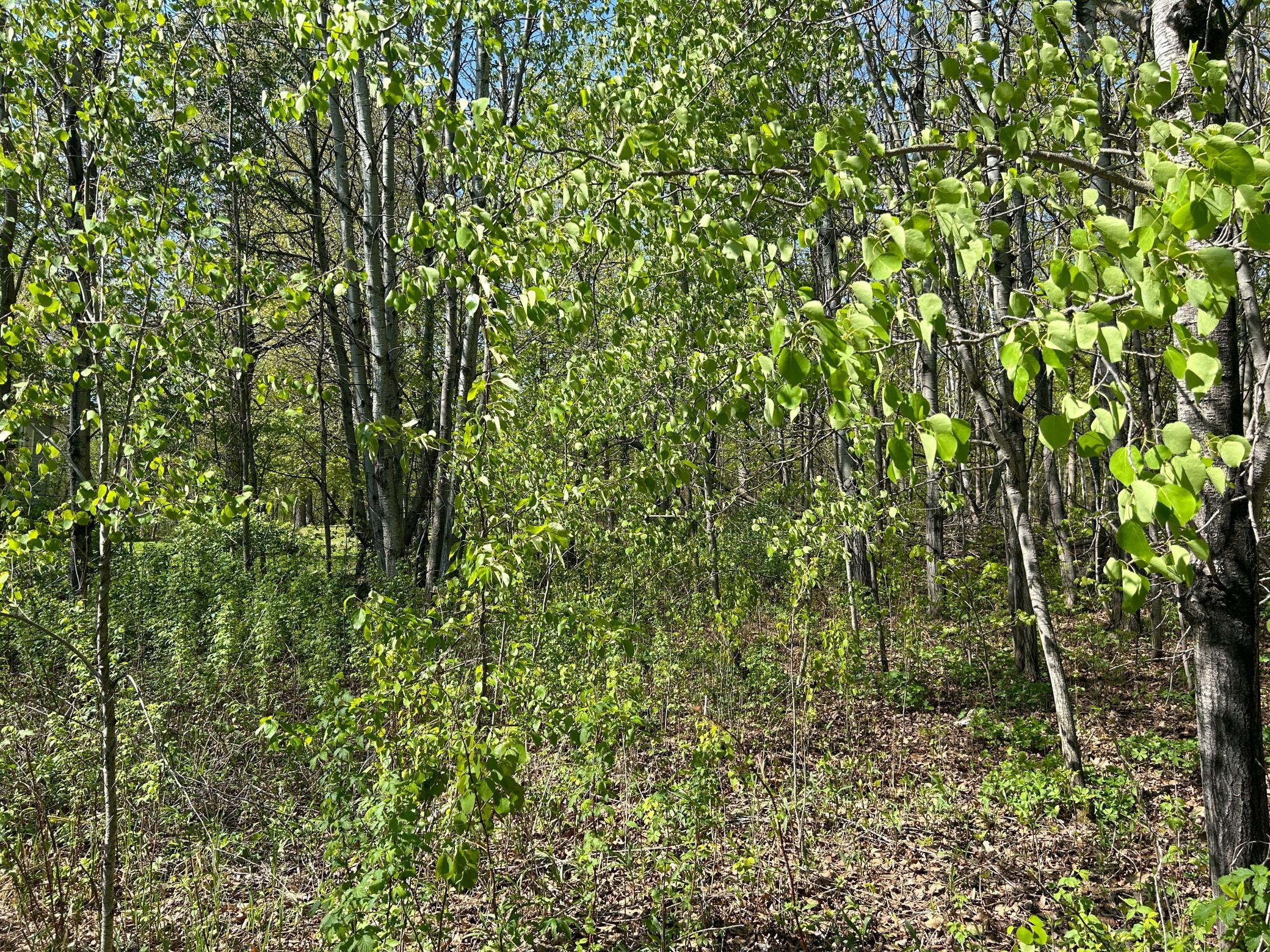 View of Land at 187XX Harbor Drive, Garrison MN 56450, Garrison (19 of 21) - Mike Wilen | Minnesota Team Real Estate