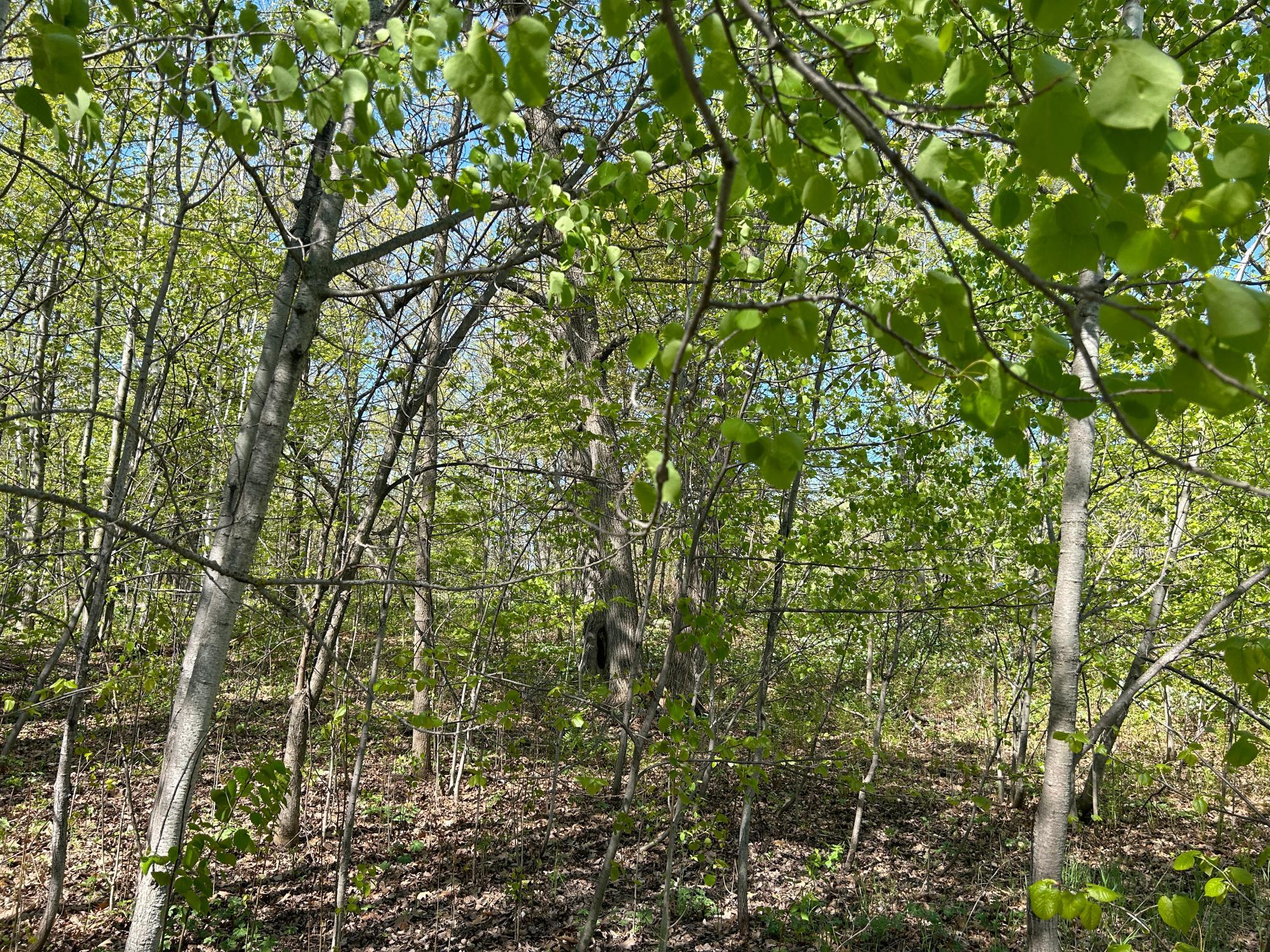 View of Land at 187XX Harbor Drive, Garrison MN 56450, Garrison (21 of 21) - Mike Wilen | Minnesota Team Real Estate