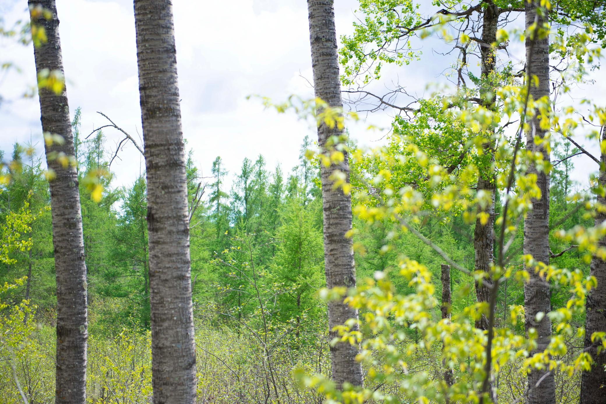 View of Land at TBD-20AC Velvet Street, Sandstone MN 55072, Sandstone (67 of 68) - Mike Wilen | Minnesota Team Real Estate
