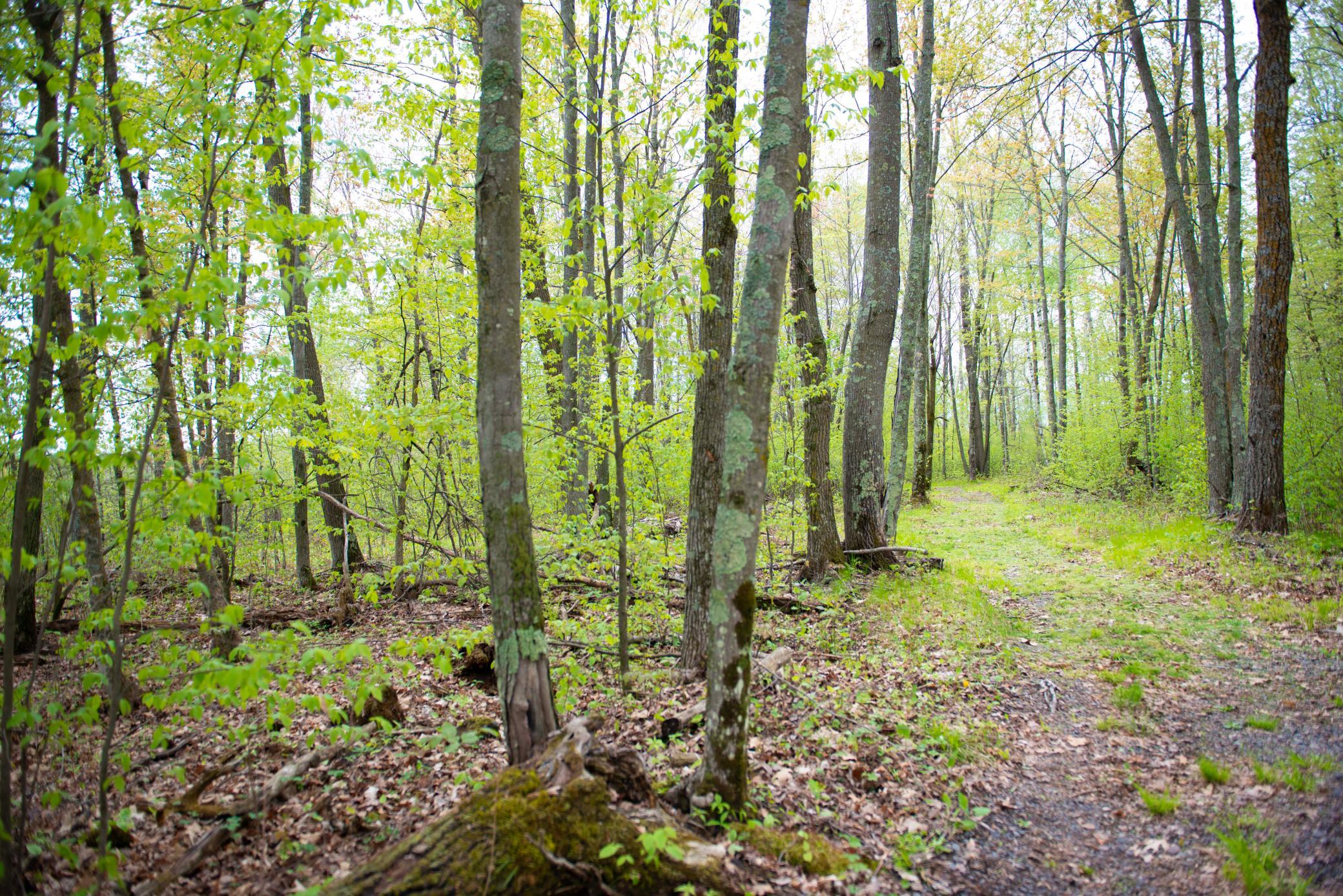 View of Land at TBD-20AC Velvet Street, Sandstone MN 55072, Sandstone (56 of 68) - Mike Wilen | Minnesota Team Real Estate