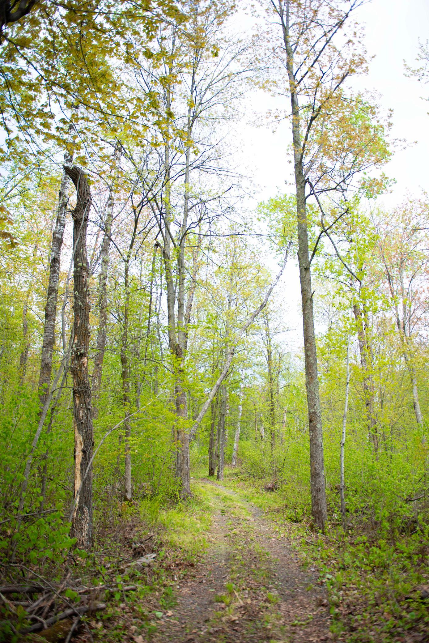 View of Land at TBD-20AC Velvet Street, Sandstone MN 55072, Sandstone (30 of 68) - Mike Wilen | Minnesota Team Real Estate