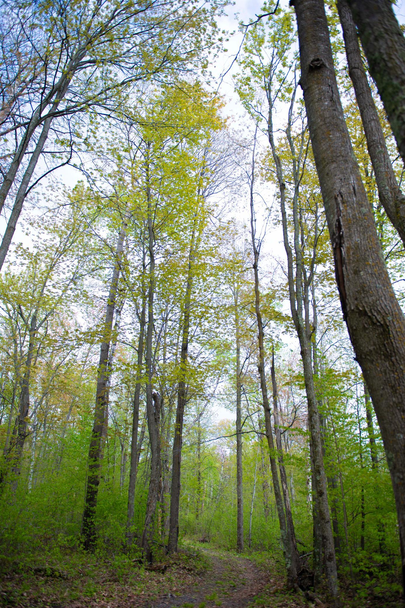 View of Land at TBD-20AC Velvet Street, Sandstone MN 55072, Sandstone (32 of 68) - Mike Wilen | Minnesota Team Real Estate