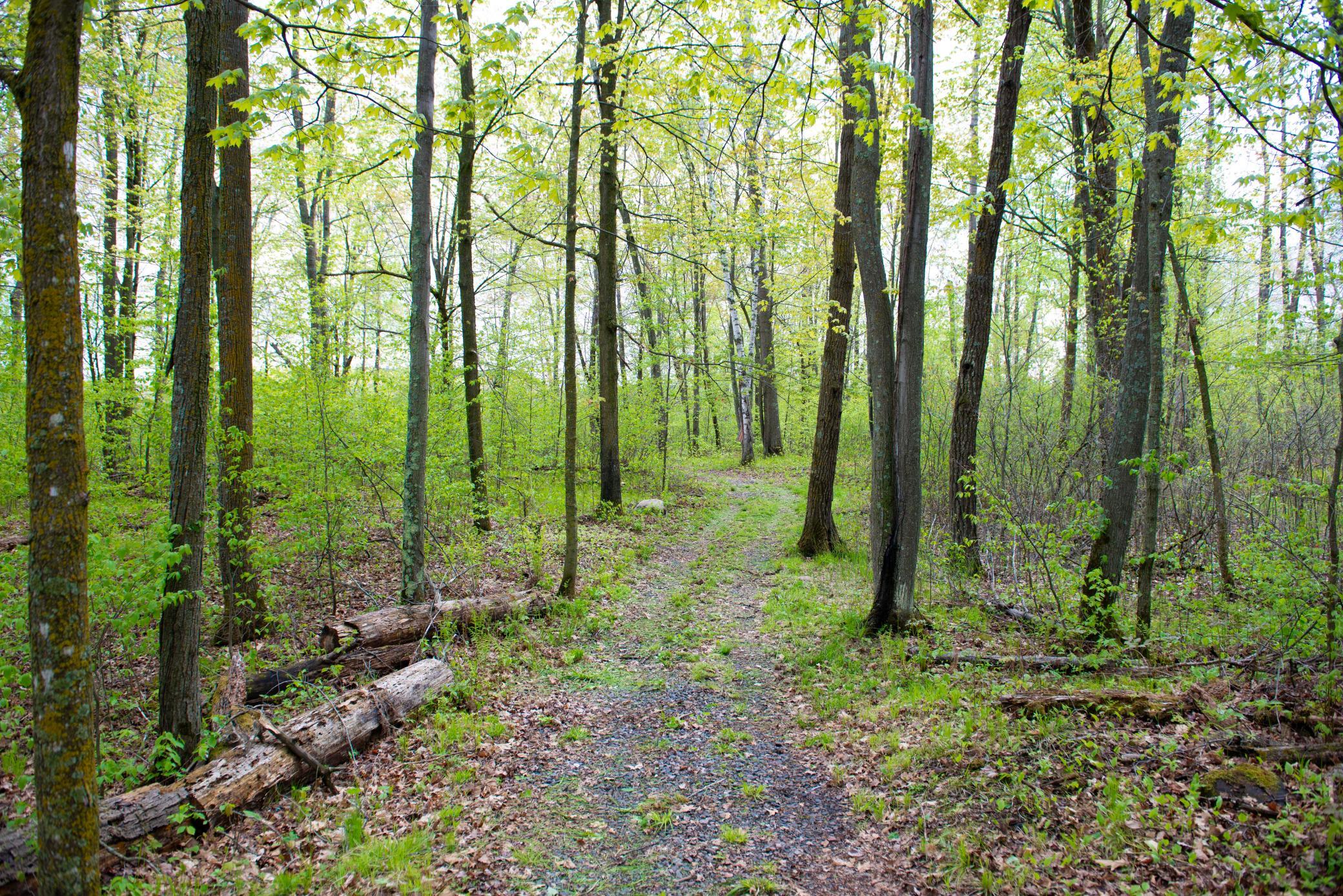 View of Land at TBD-20AC Velvet Street, Sandstone MN 55072, Sandstone (58 of 68) - Mike Wilen | Minnesota Team Real Estate