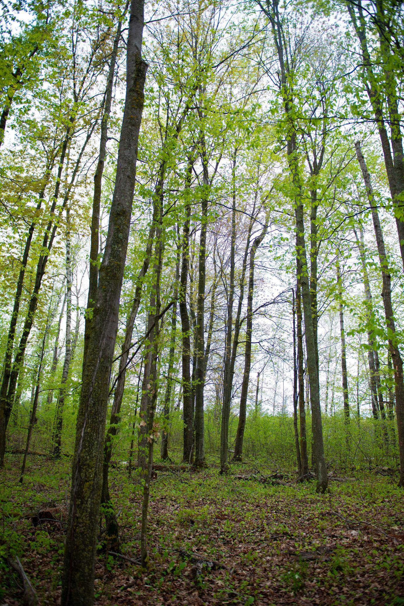 View of Land at TBD-20AC Velvet Street, Sandstone MN 55072, Sandstone (52 of 68) - Mike Wilen | Minnesota Team Real Estate