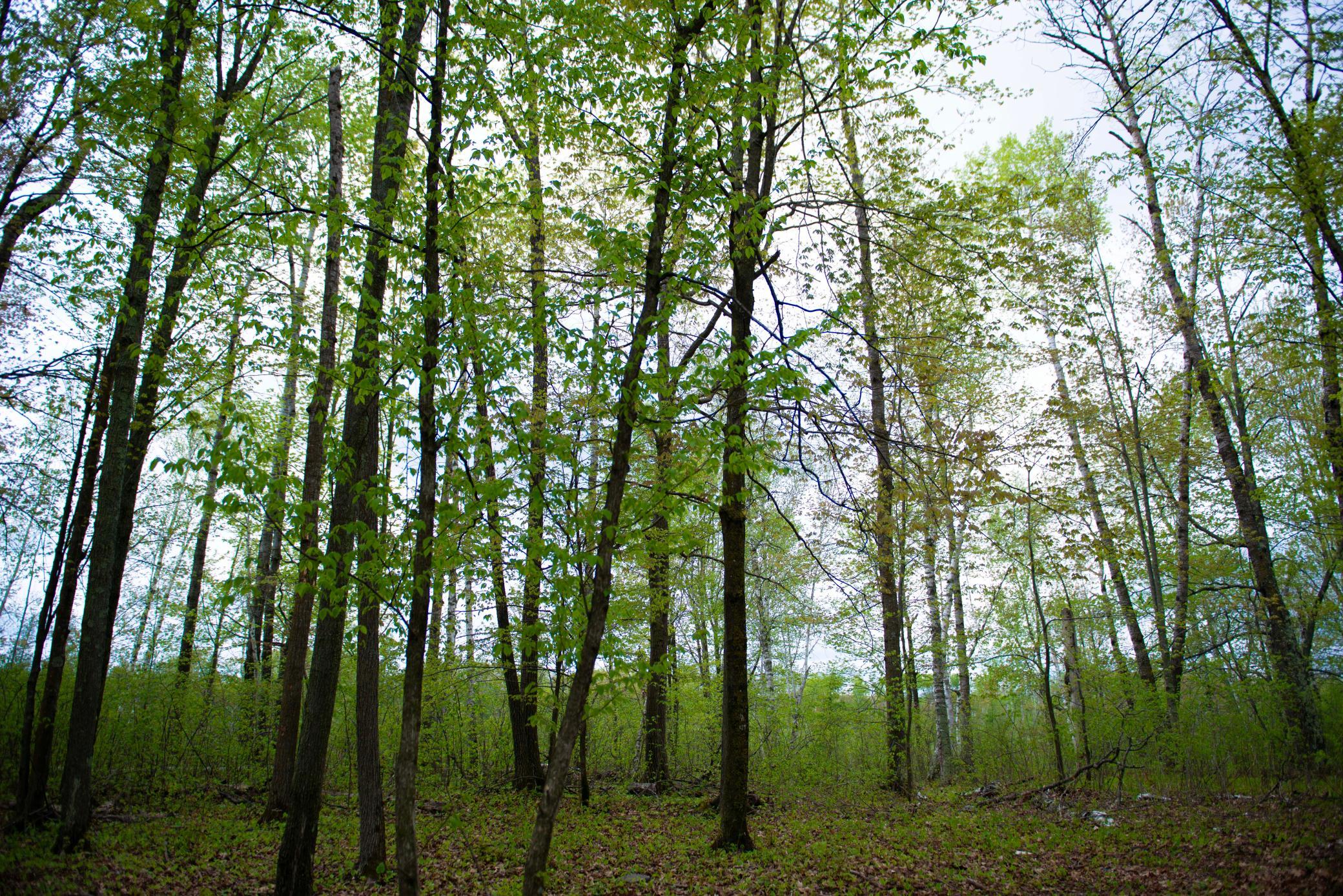 View of Land at TBD-20AC Velvet Street, Sandstone MN 55072, Sandstone (20 of 68) - Mike Wilen | Minnesota Team Real Estate