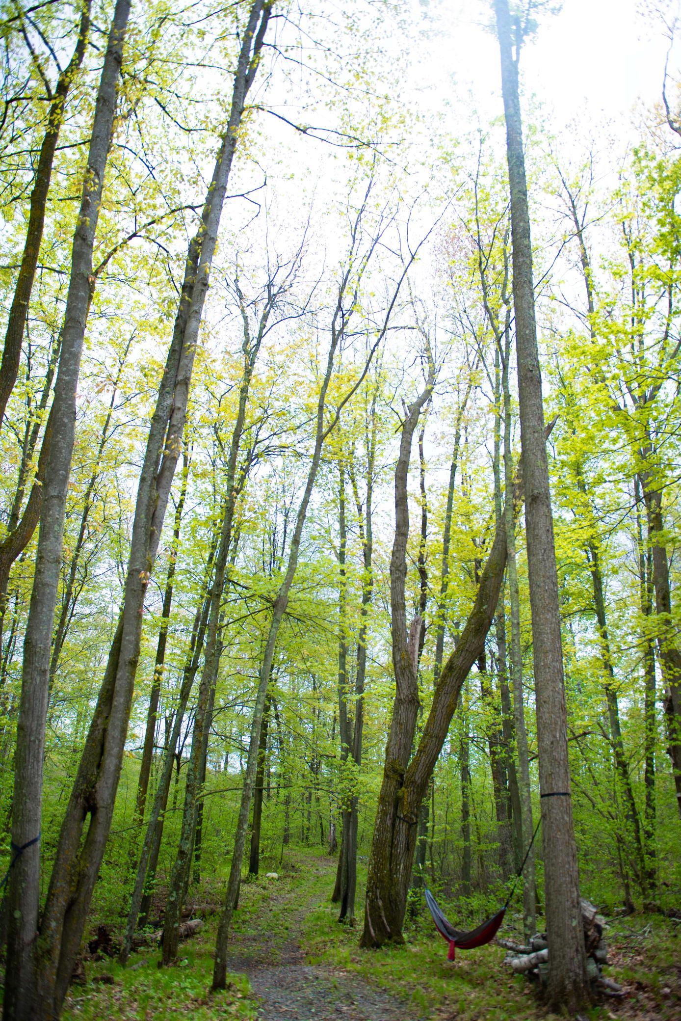 View of Land at TBD-20AC Velvet Street, Sandstone MN 55072, Sandstone (47 of 68) - Mike Wilen | Minnesota Team Real Estate