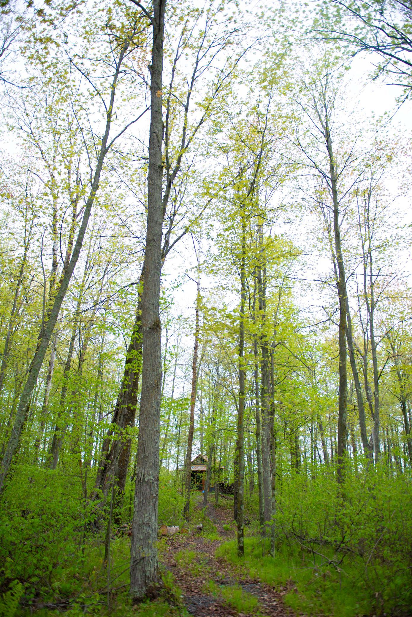 View of Land at TBD-20AC Velvet Street, Sandstone MN 55072, Sandstone (50 of 68) - Mike Wilen | Minnesota Team Real Estate
