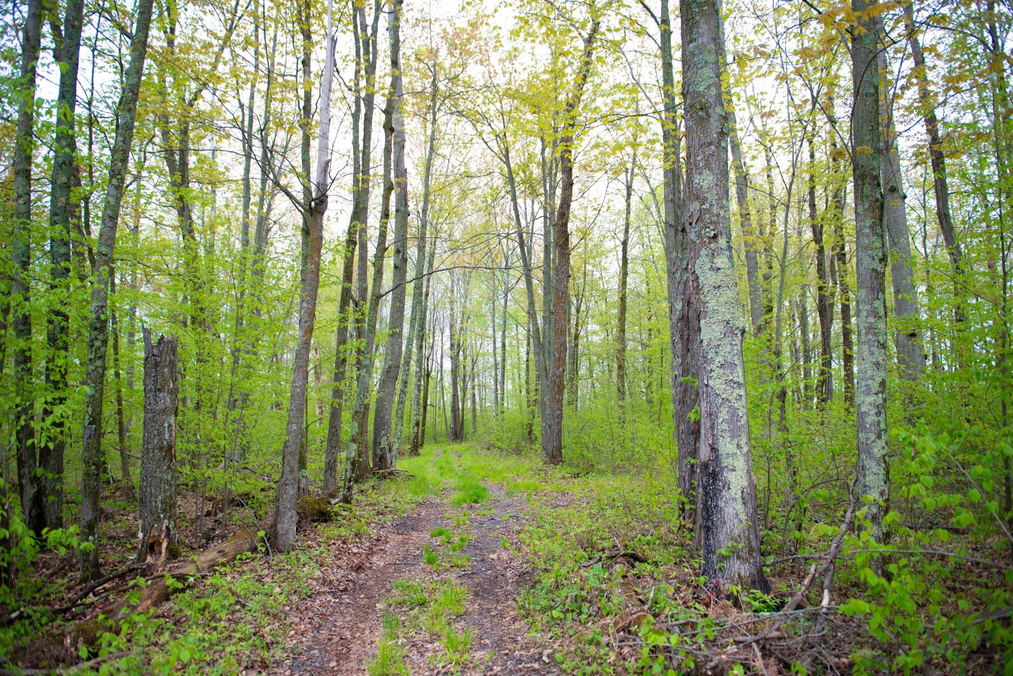 View of Land at TBD-20AC Velvet Street, Sandstone MN 55072, Sandstone (12 of 68) - Mike Wilen | Minnesota Team Real Estate