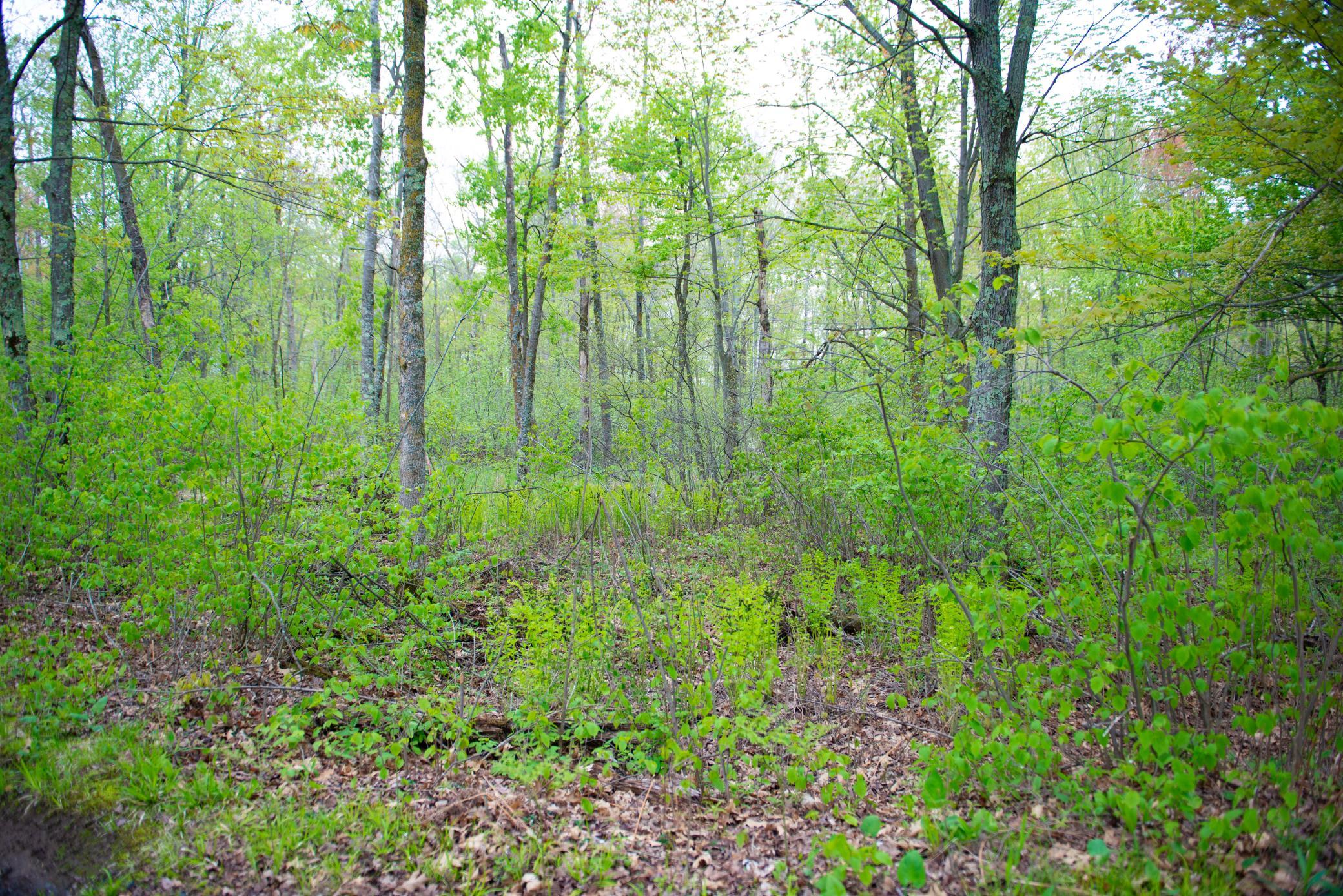 View of Land at TBD-20AC Velvet Street, Sandstone MN 55072, Sandstone (14 of 68) - Mike Wilen | Minnesota Team Real Estate