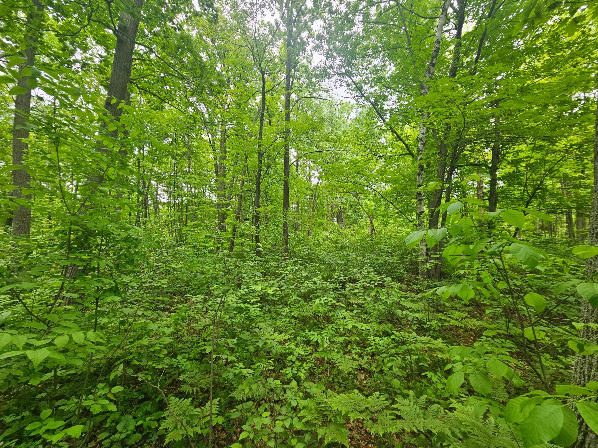 View of Land at TBD Broadway St., Garrison MN 56450, Garrison (6 of 7) - Mike Wilen | Minnesota Team Real Estate
