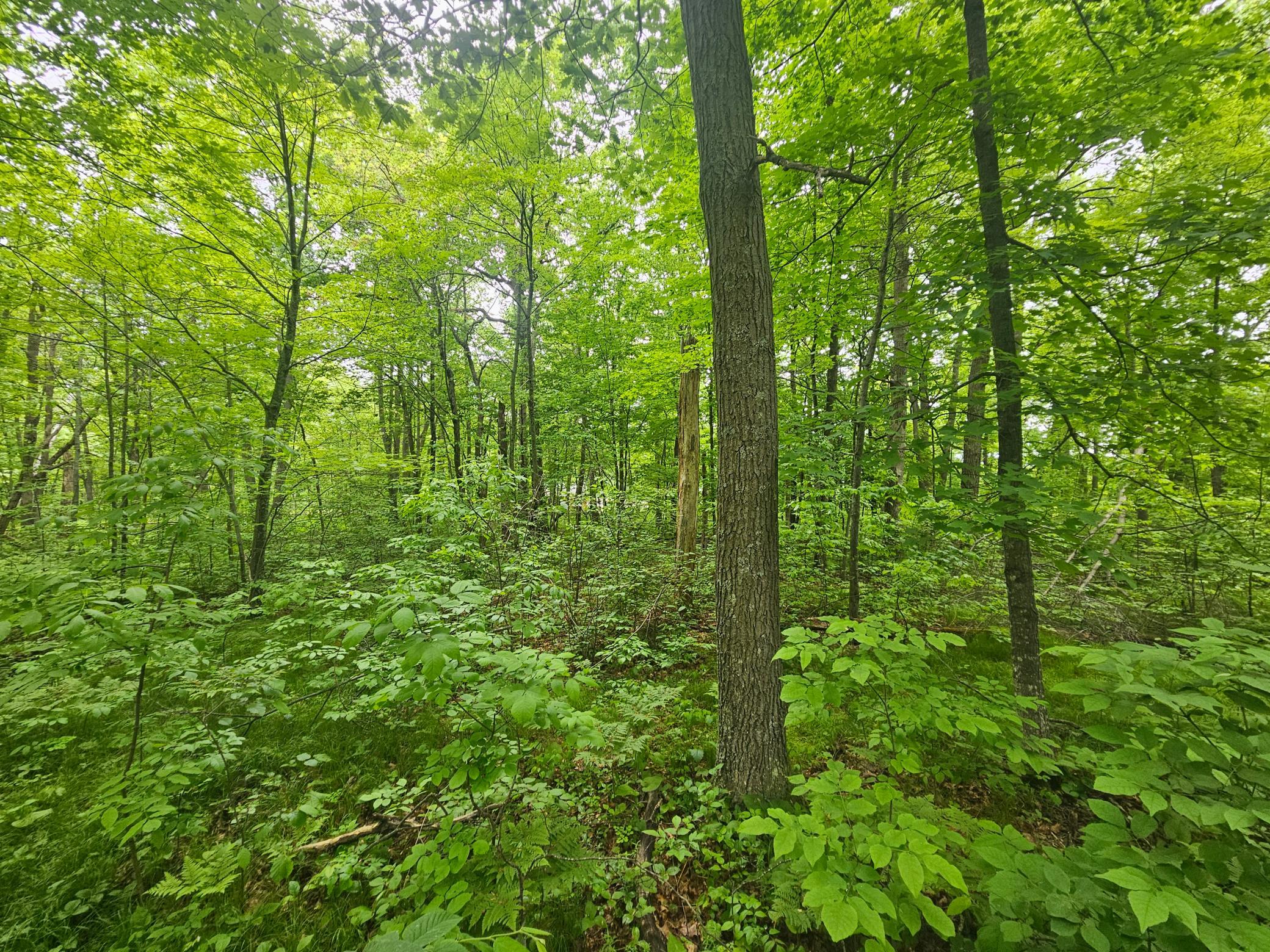 View of Land at TBD Broadway St., Garrison MN 56450, Garrison (5 of 7) - Mike Wilen | Minnesota Team Real Estate