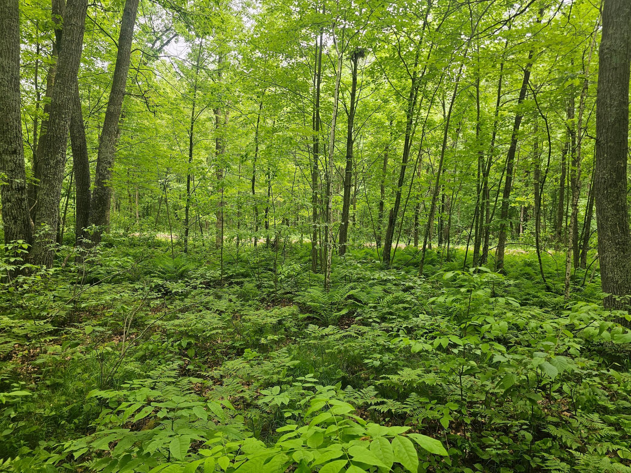View of Land at TBD Broadway St., Garrison MN 56450, Garrison (4 of 7) - Mike Wilen | Minnesota Team Real Estate