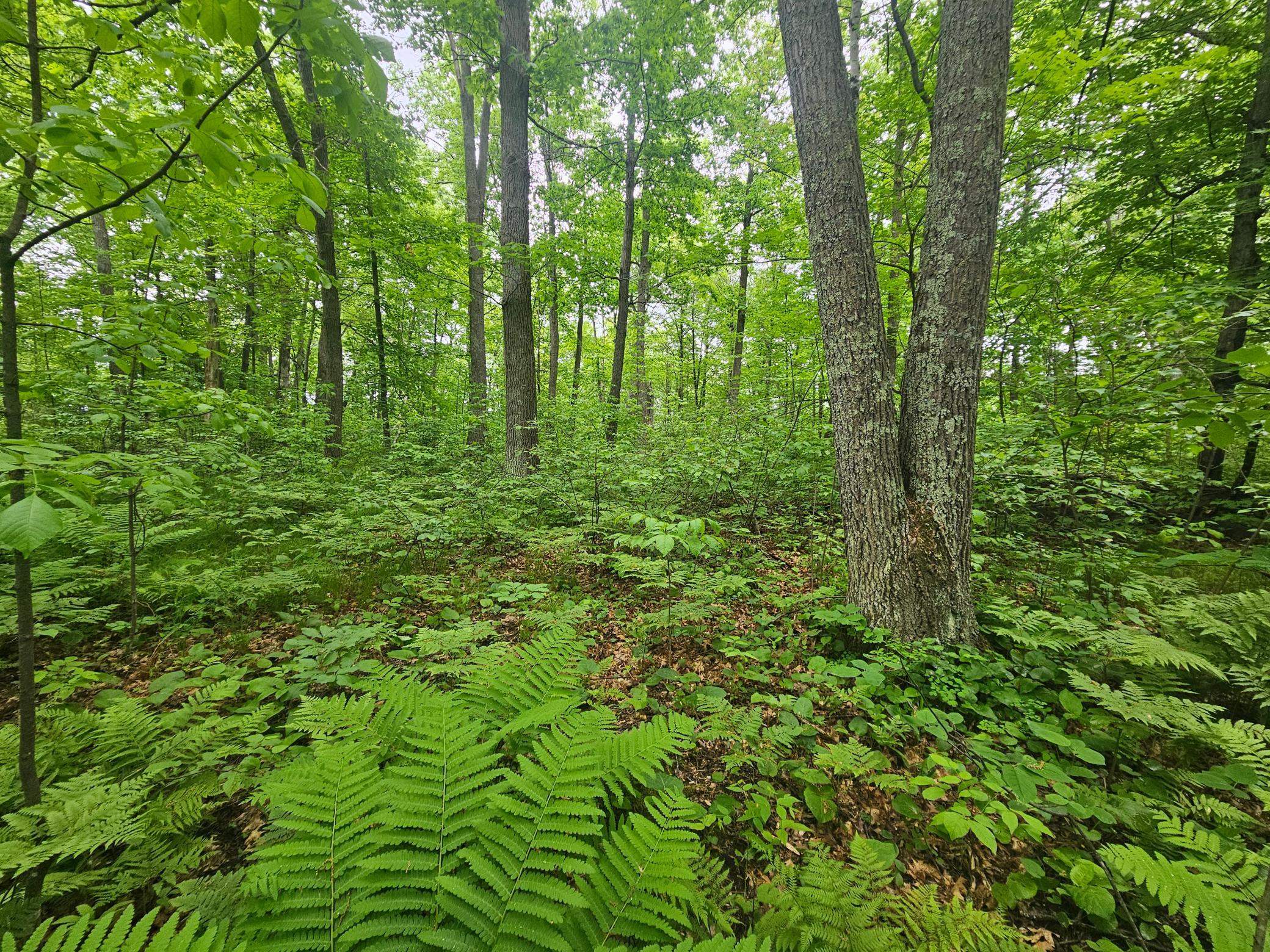 View of Land at TBD Broadway St., Garrison MN 56450, Garrison (3 of 7) - Mike Wilen | Minnesota Team Real Estate