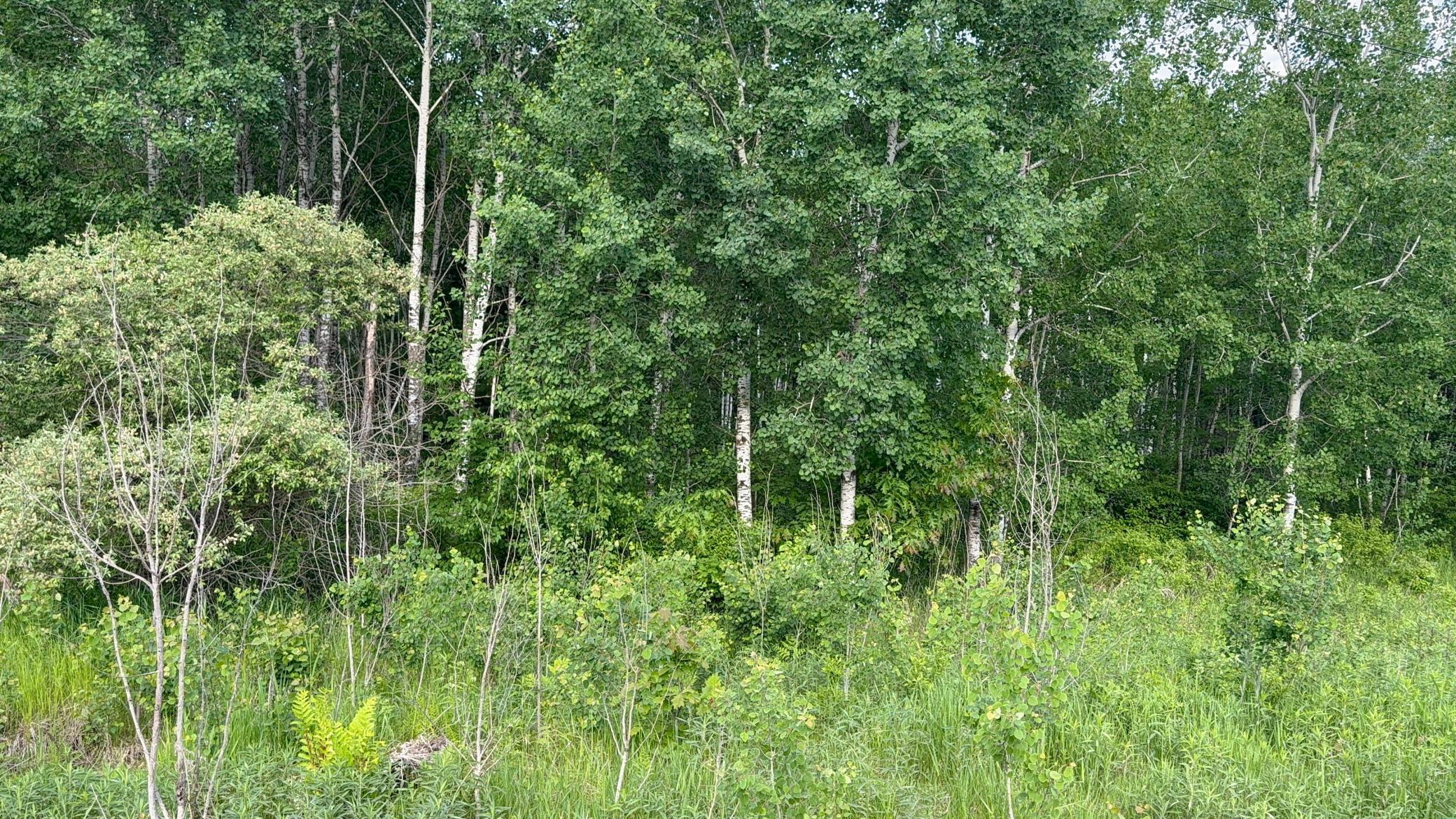 View of Land at TBD Sandhill Crane Ln, Pine City MN 55063, Pine City (13 of 27) - Mike Wilen | Minnesota Team Real Estate