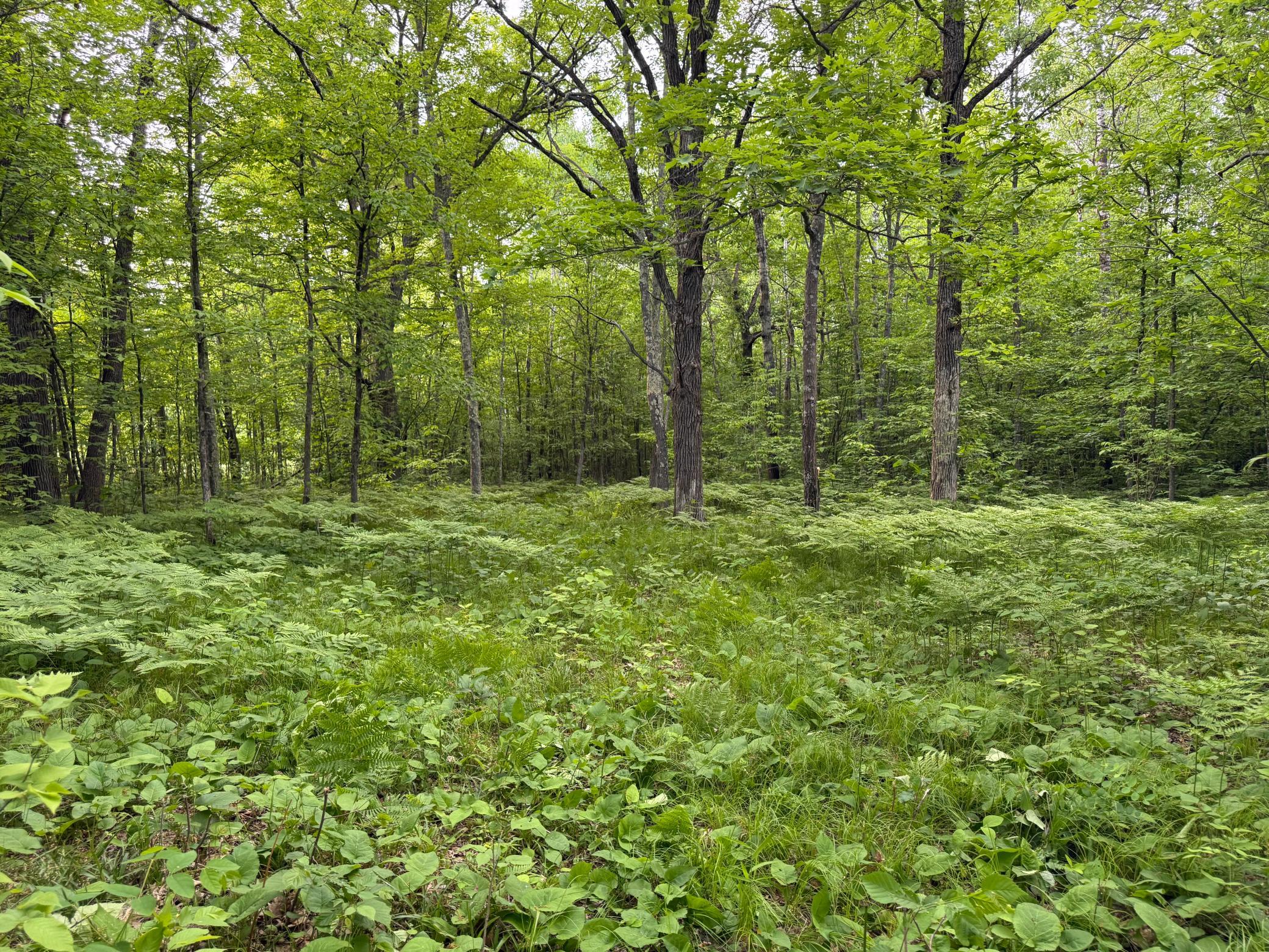 View of Land at TBD Sandhill Crane Ln, Pine City MN 55063, Pine City - Mike Wilen | Minnesota Team Real Estate