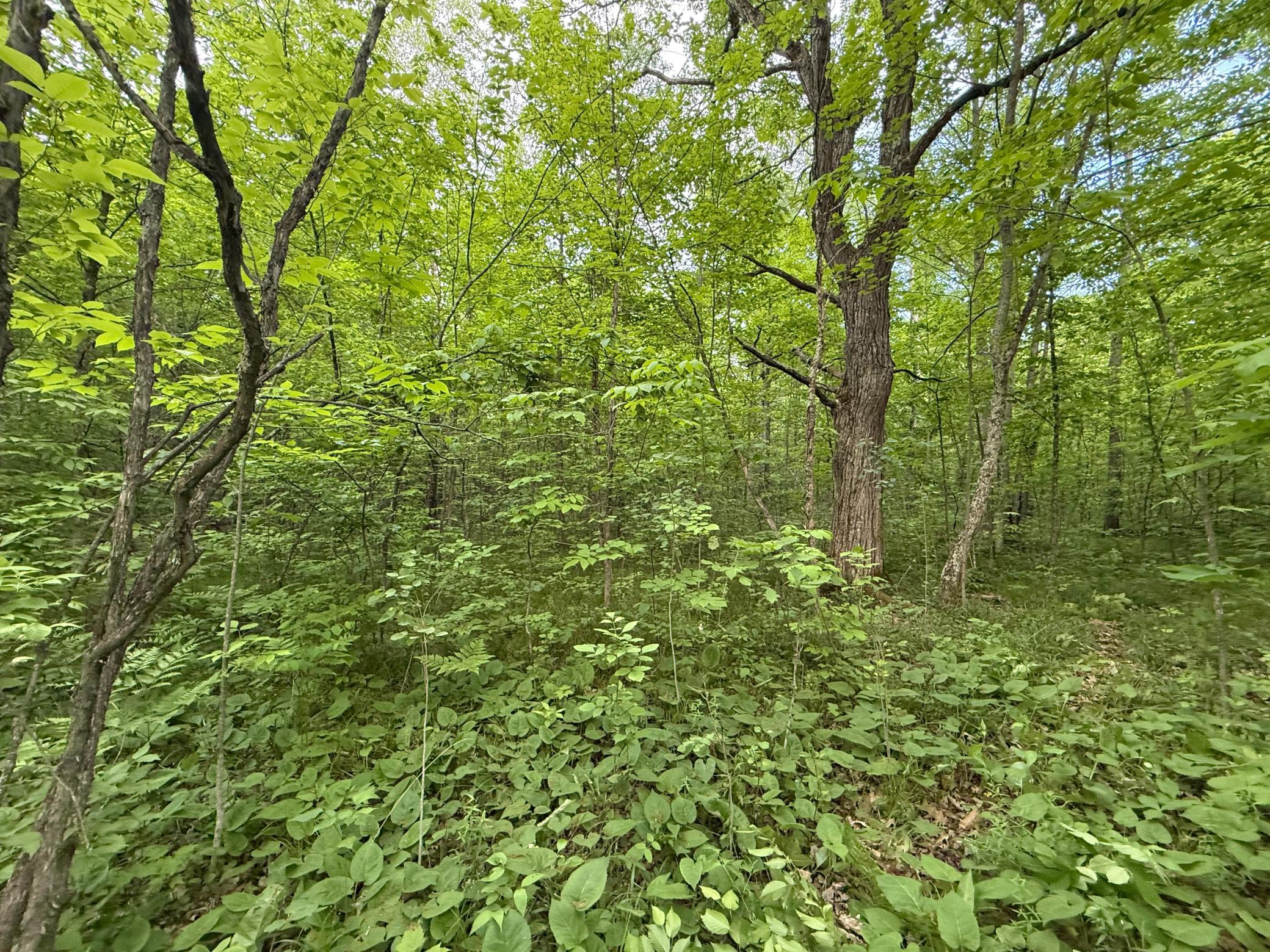 View of Land at TBD Sandhill Crane Ln, Pine City MN 55063, Pine City (12 of 27) - Mike Wilen | Minnesota Team Real Estate