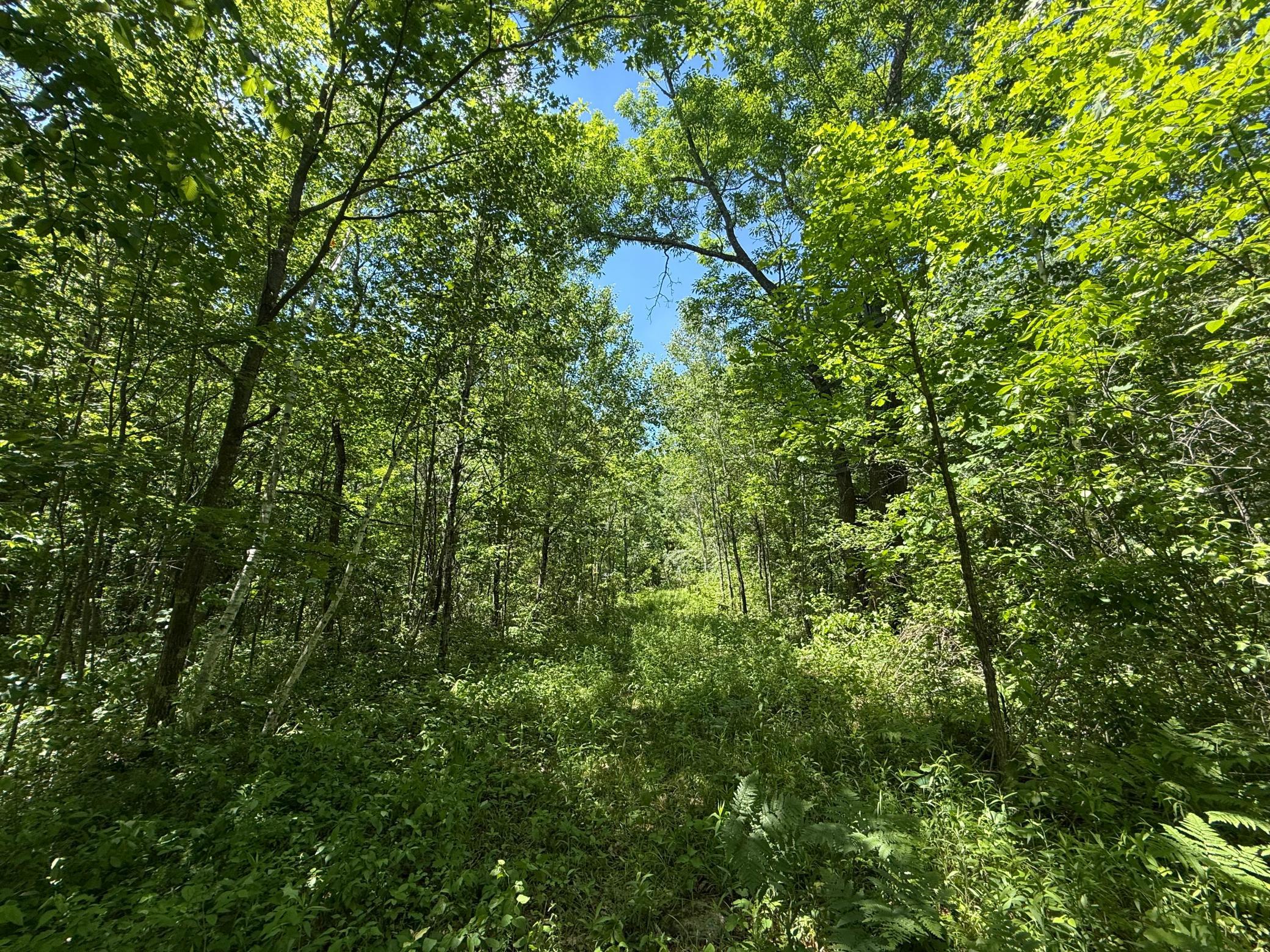 View of Land at TBD Sandhill Crane Ln, Pine City MN 55063, Pine City (10 of 27) - Mike Wilen | Minnesota Team Real Estate