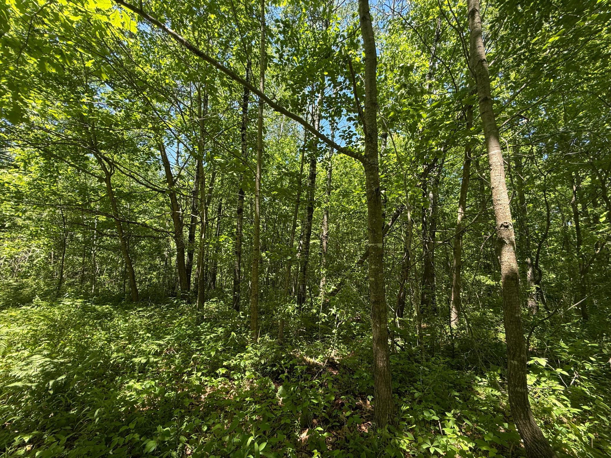 View of Land at TBD Sandhill Crane Ln, Pine City MN 55063, Pine City (8 of 27) - Mike Wilen | Minnesota Team Real Estate