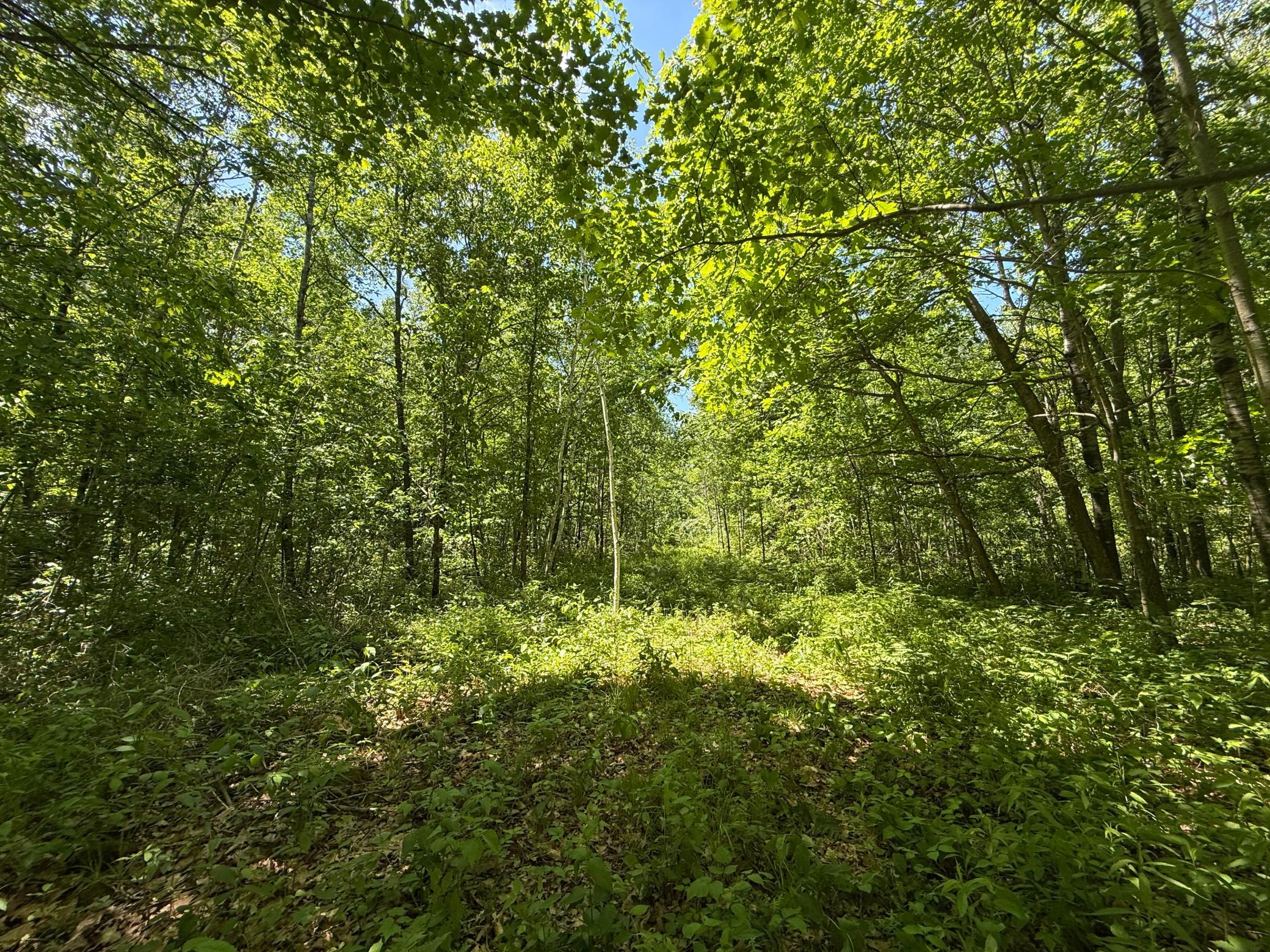 View of Land at TBD Sandhill Crane Ln, Pine City MN 55063, Pine City (2 of 27) - Mike Wilen | Minnesota Team Real Estate