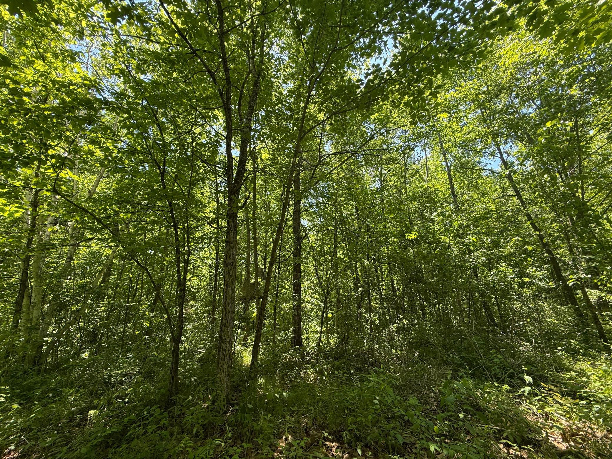 View of Land at TBD Sandhill Crane Ln, Pine City MN 55063, Pine City (26 of 27) - Mike Wilen | Minnesota Team Real Estate