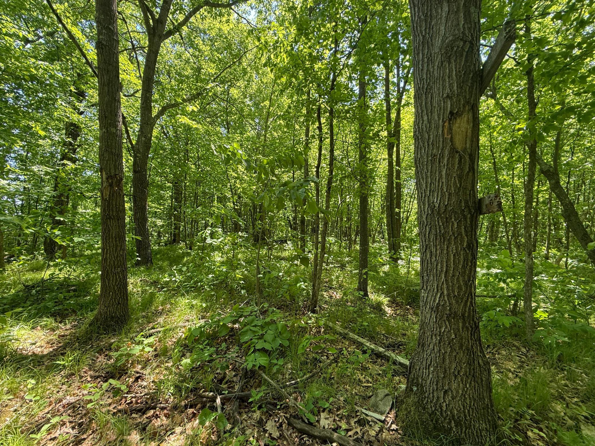 View of Land at TBD Sandhill Crane Ln, Pine City MN 55063, Pine City (25 of 27) - Mike Wilen | Minnesota Team Real Estate