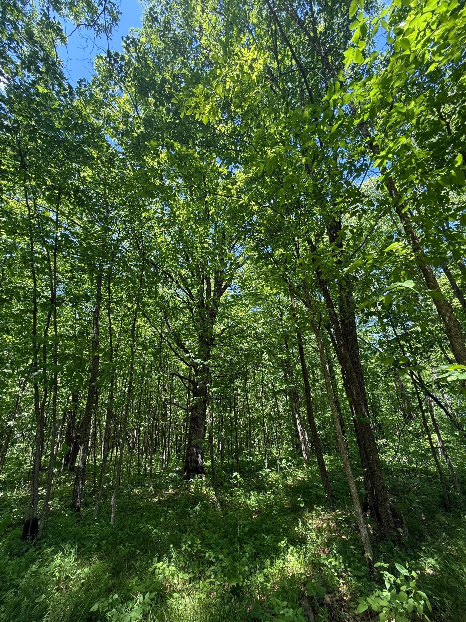 View of Land at TBD Sandhill Crane Ln, Pine City MN 55063, Pine City (23 of 27) - Mike Wilen | Minnesota Team Real Estate