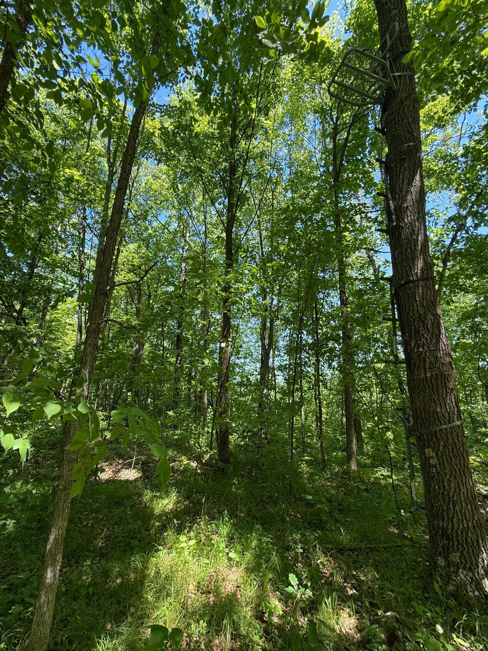View of Land at TBD Sandhill Crane Ln, Pine City MN 55063, Pine City (22 of 27) - Mike Wilen | Minnesota Team Real Estate