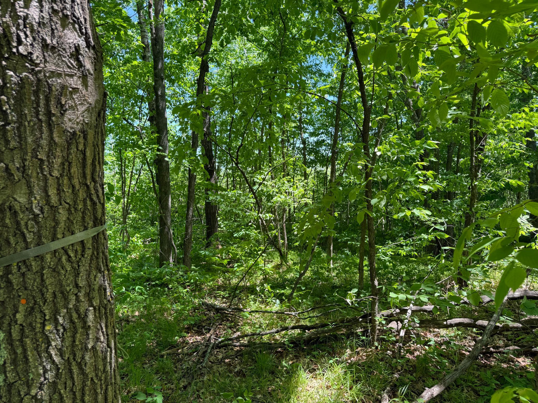 View of Land at TBD Sandhill Crane Ln, Pine City MN 55063, Pine City (21 of 27) - Mike Wilen | Minnesota Team Real Estate